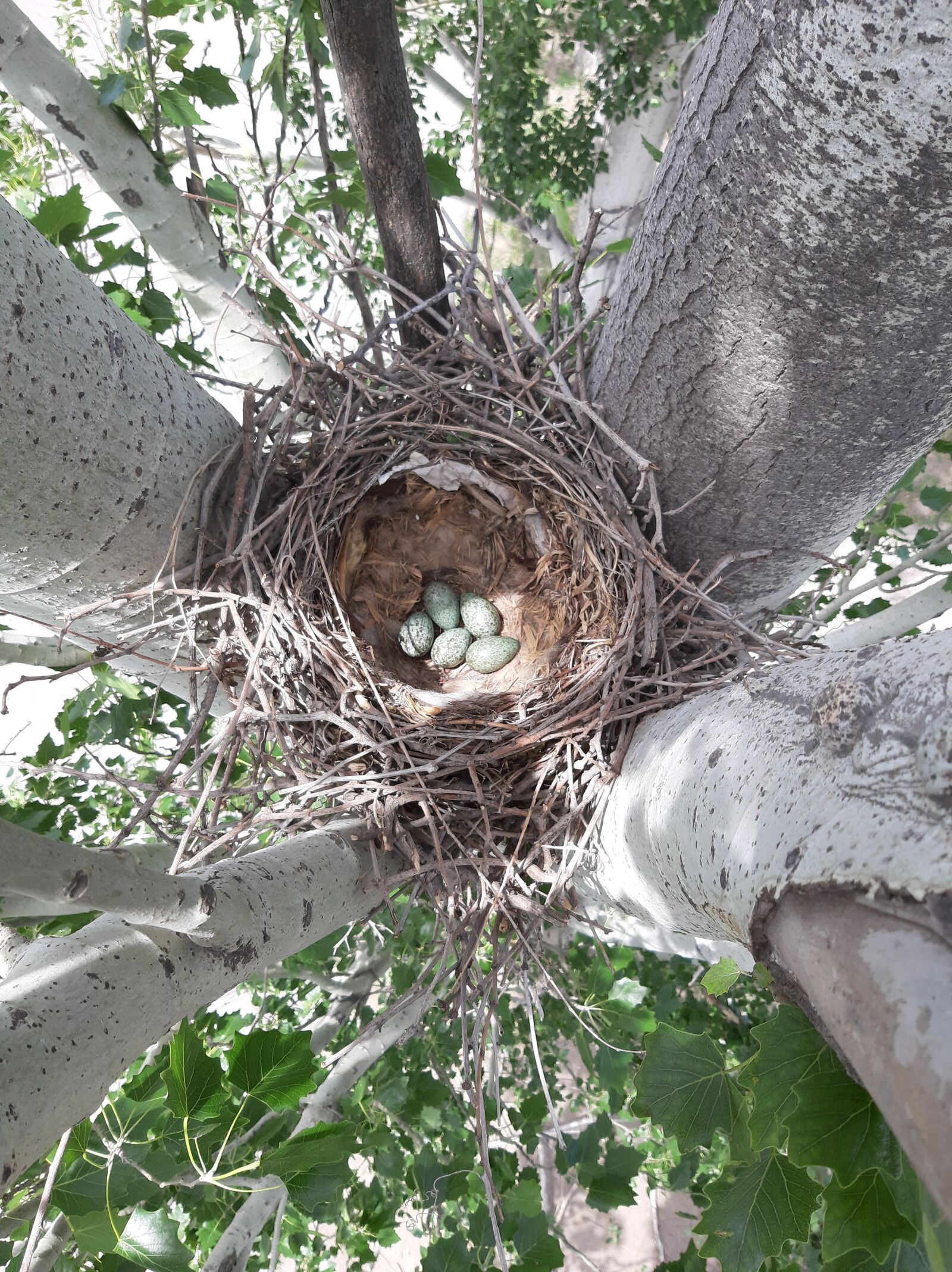 Samsung Galaxy A50 sample photo. Jack, bird, crow photography