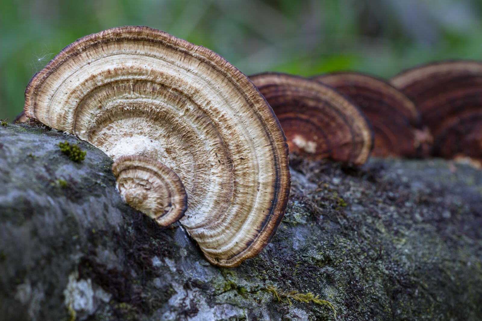 Canon EOS 7D sample photo. Mushroom, tree fungi, fungus photography