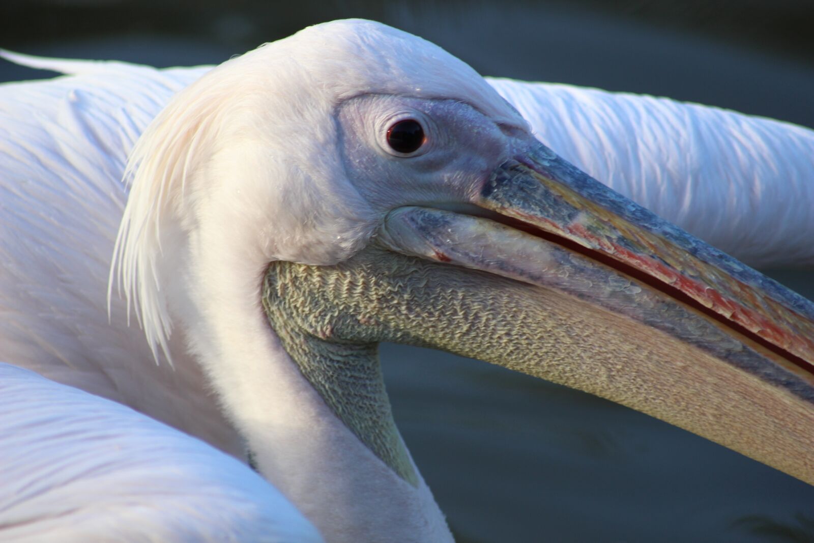Canon EOS 100D (EOS Rebel SL1 / EOS Kiss X7) sample photo. Pelican, bird, beak photography