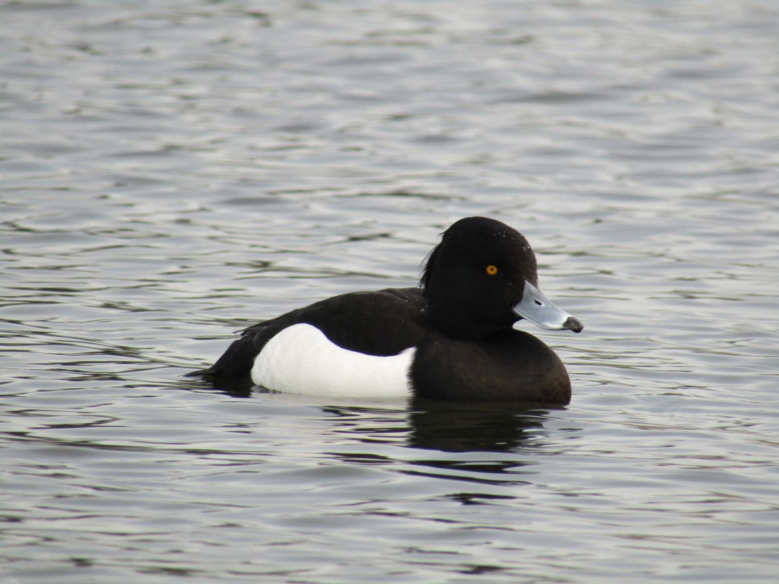 Canon POWERSHOT SX430 IS sample photo. Duck, bird, water bird photography