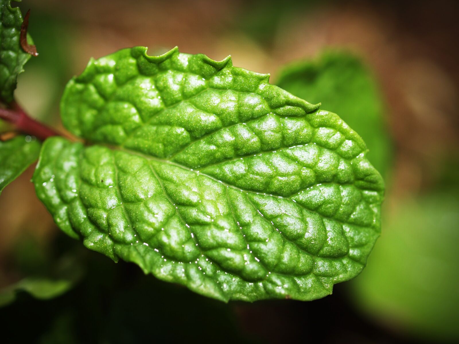 Olympus E-300 (EVOLT E-300) sample photo. Mint, leaf, menthol photography