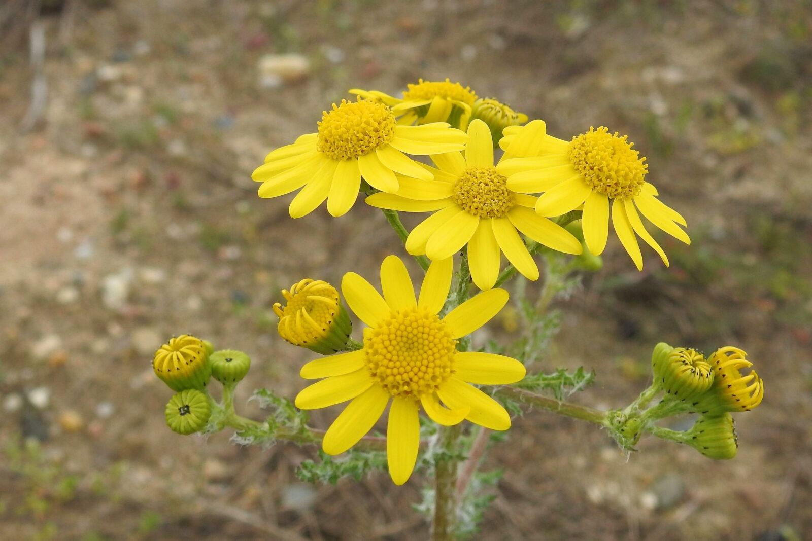 Nikon Coolpix P900 sample photo. Nature, flower, plant photography