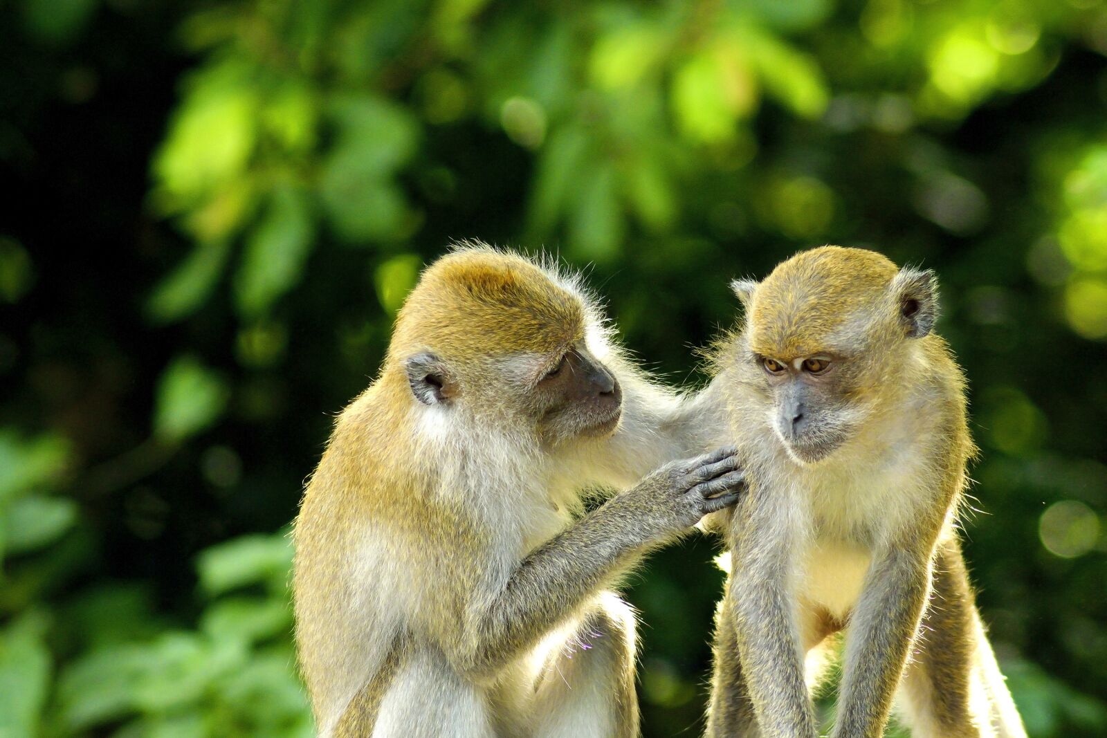 Nikon D5300 sample photo. Monkey, animal, love photography