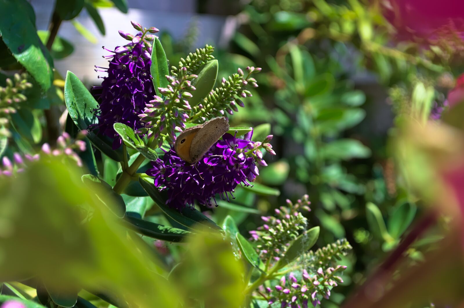 Nikon D3100 sample photo. Flower, plant, nature photography