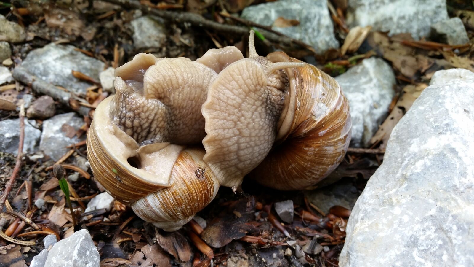 Samsung Galaxy S5 sample photo. Snails, love, mating photography