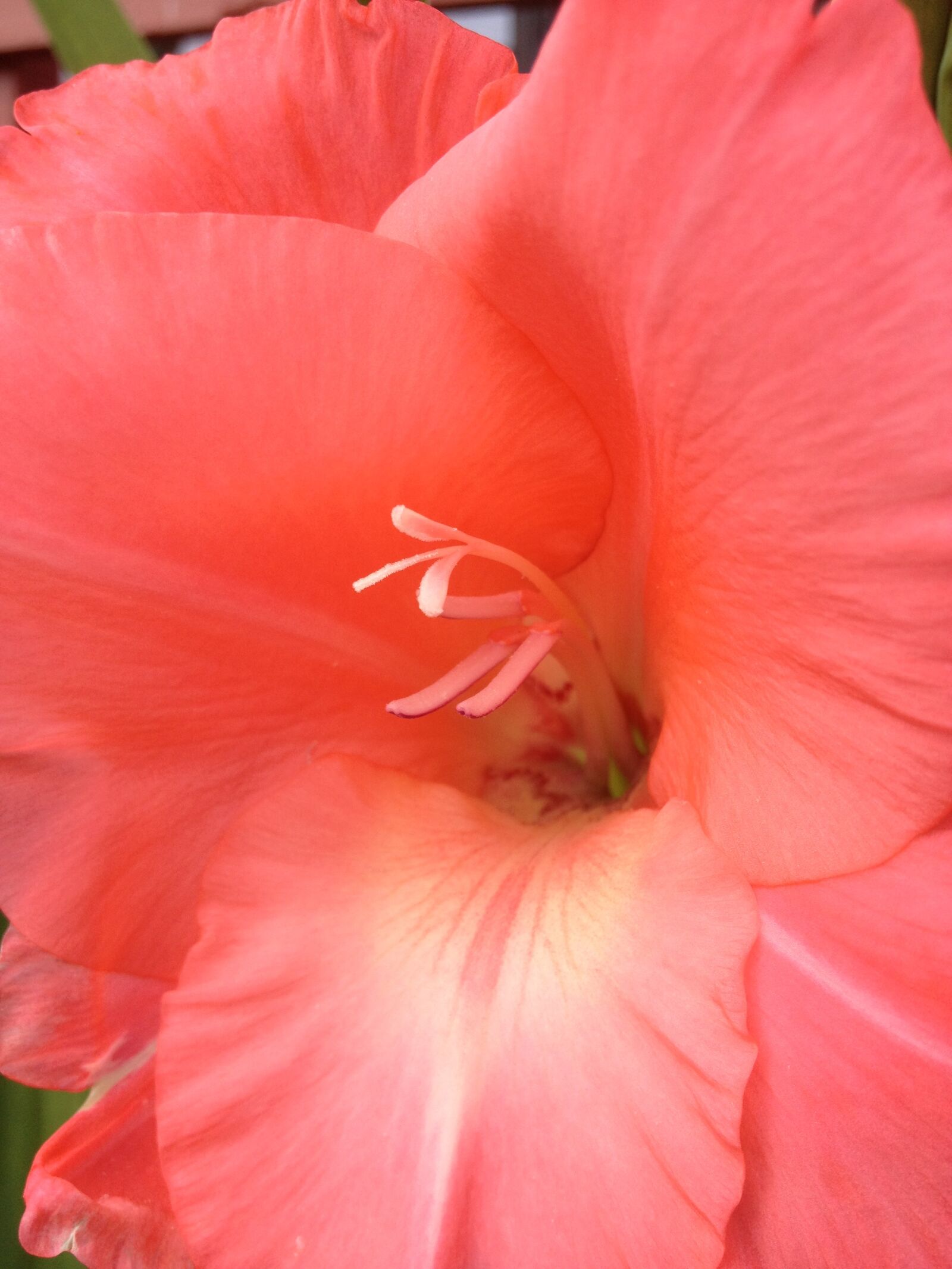 Apple iPhone 4S sample photo. Gladiol, flower, the nature photography