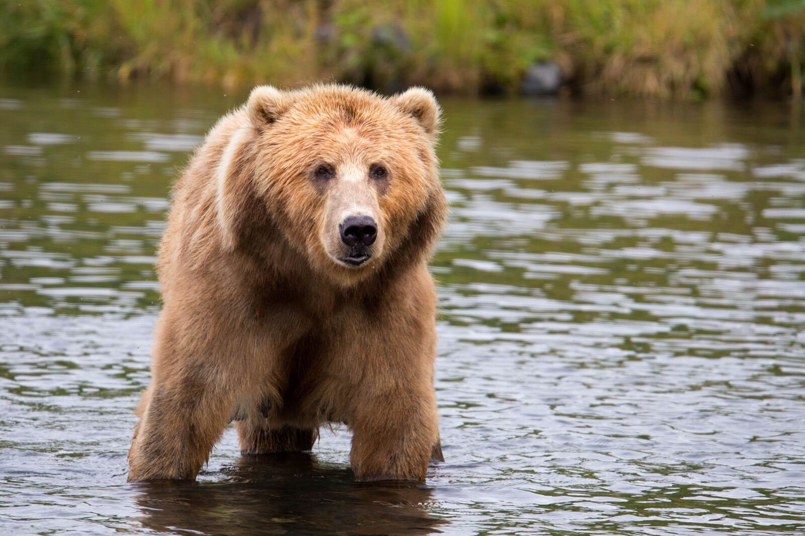 Canon EOS 6D sample photo. Big, brown bear, water photography