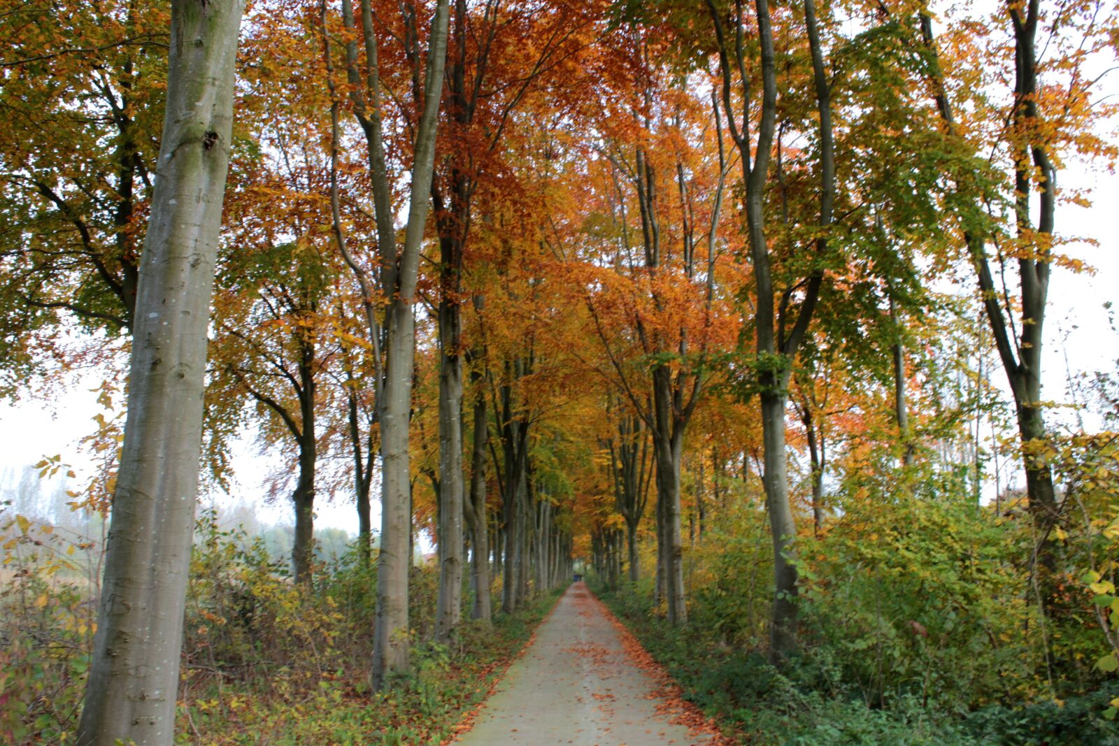 Canon EOS 600D (Rebel EOS T3i / EOS Kiss X5) sample photo. Beukenlaan, forest, landscape photography