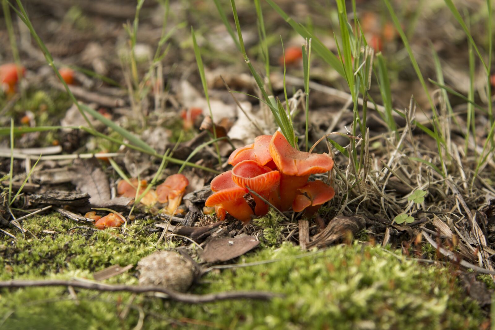 Canon EOS 70D + Canon EF 24-105mm F4L IS USM sample photo. Mushroom, nature, detail photography