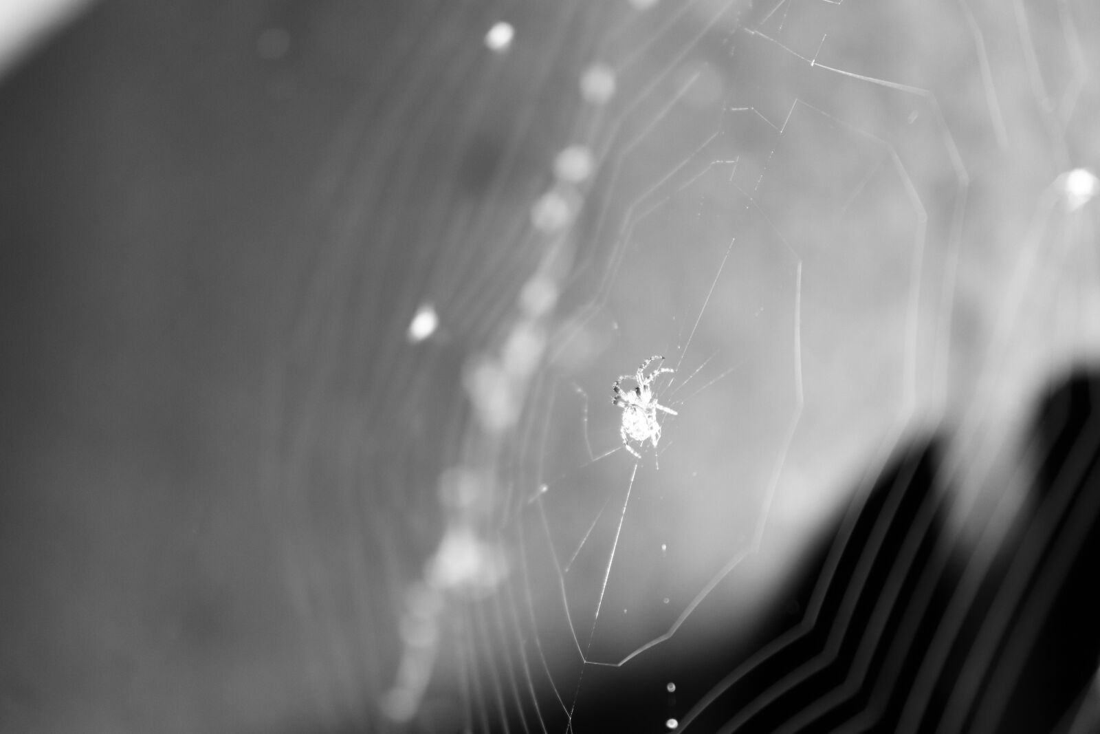 Canon EOS 200D (EOS Rebel SL2 / EOS Kiss X9) sample photo. Spider, black and white photography