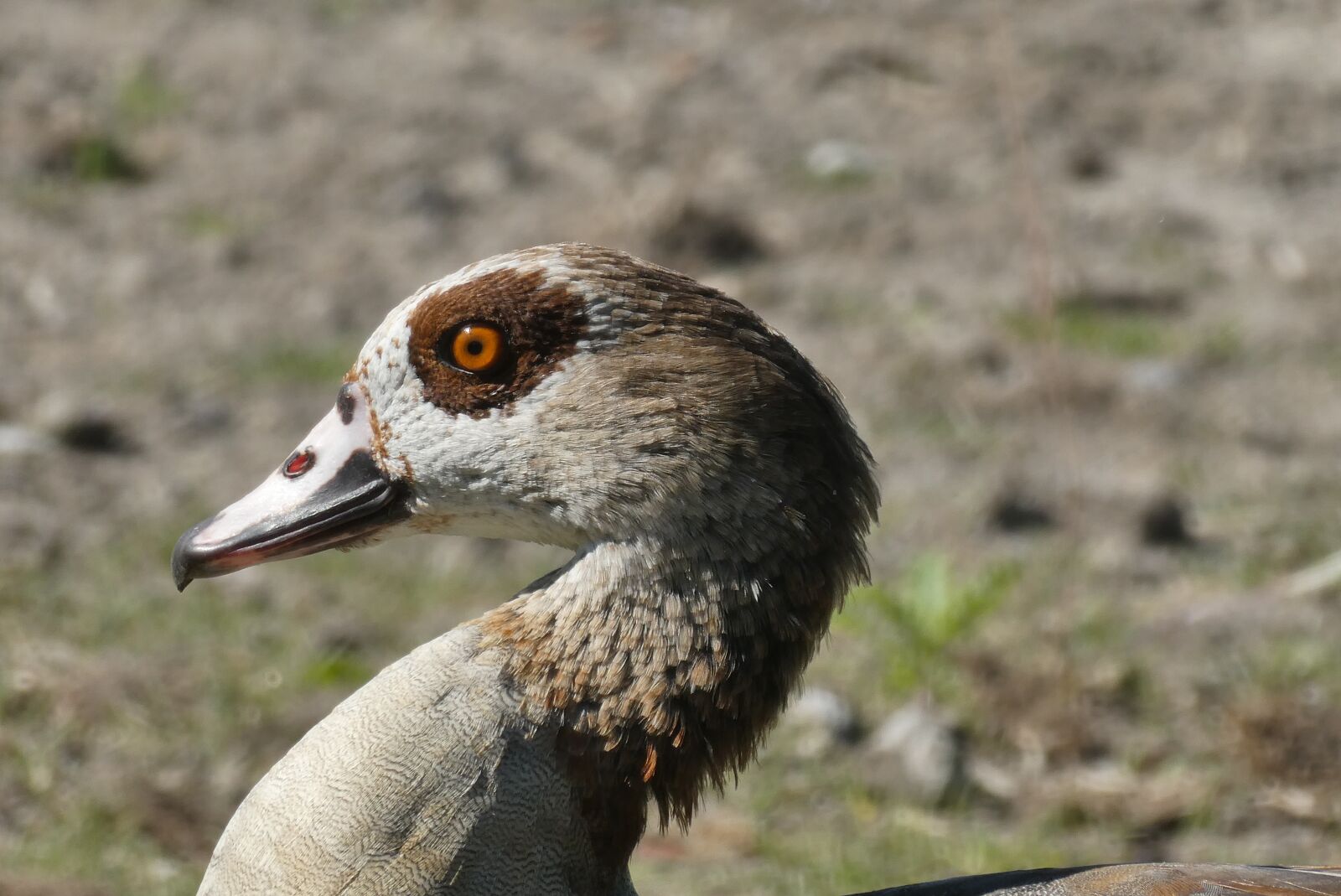 Panasonic Lumix DC-ZS70 (Lumix DC-TZ90) sample photo. Nile goose, bird, feathers photography