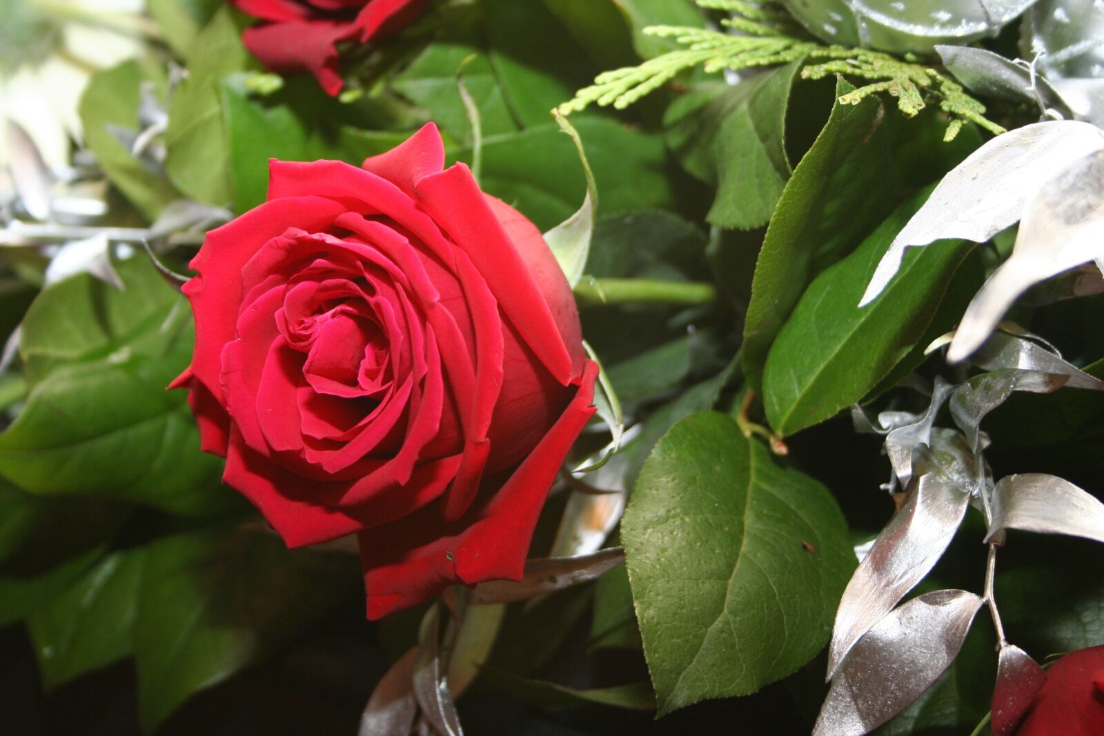 Canon EOS 350D (EOS Digital Rebel XT / EOS Kiss Digital N) sample photo. Flower, rose, red photography