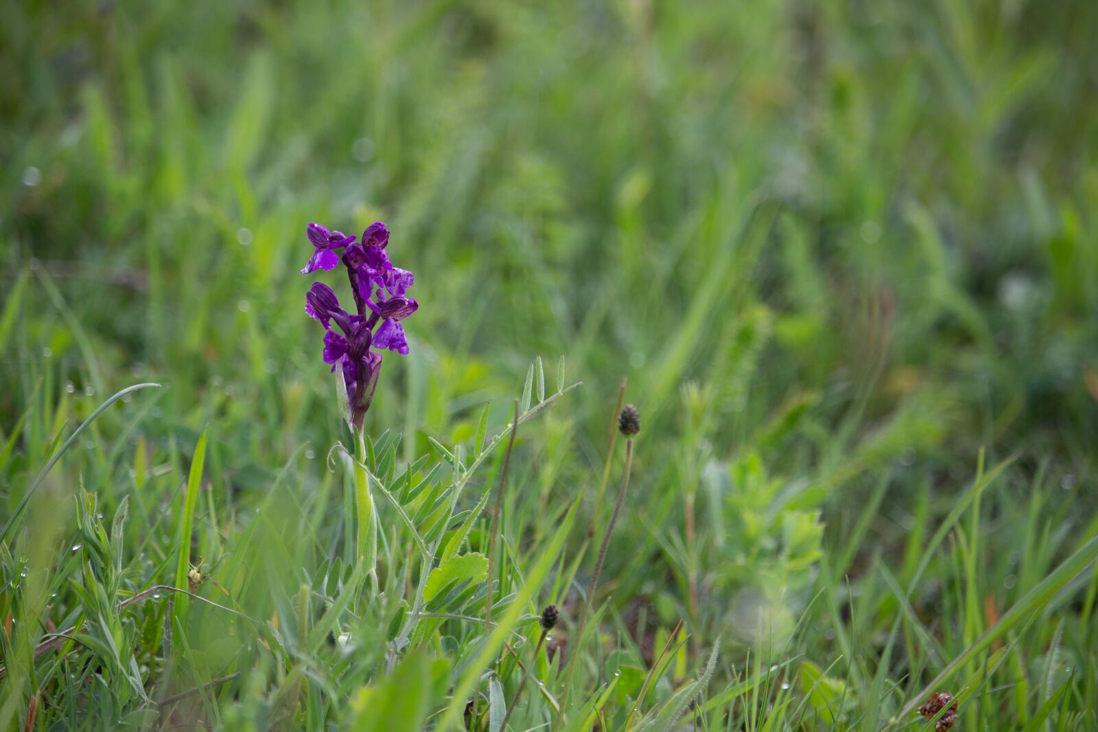 Canon EOS 100D (EOS Rebel SL1 / EOS Kiss X7) sample photo. Purple flower, wild flower photography