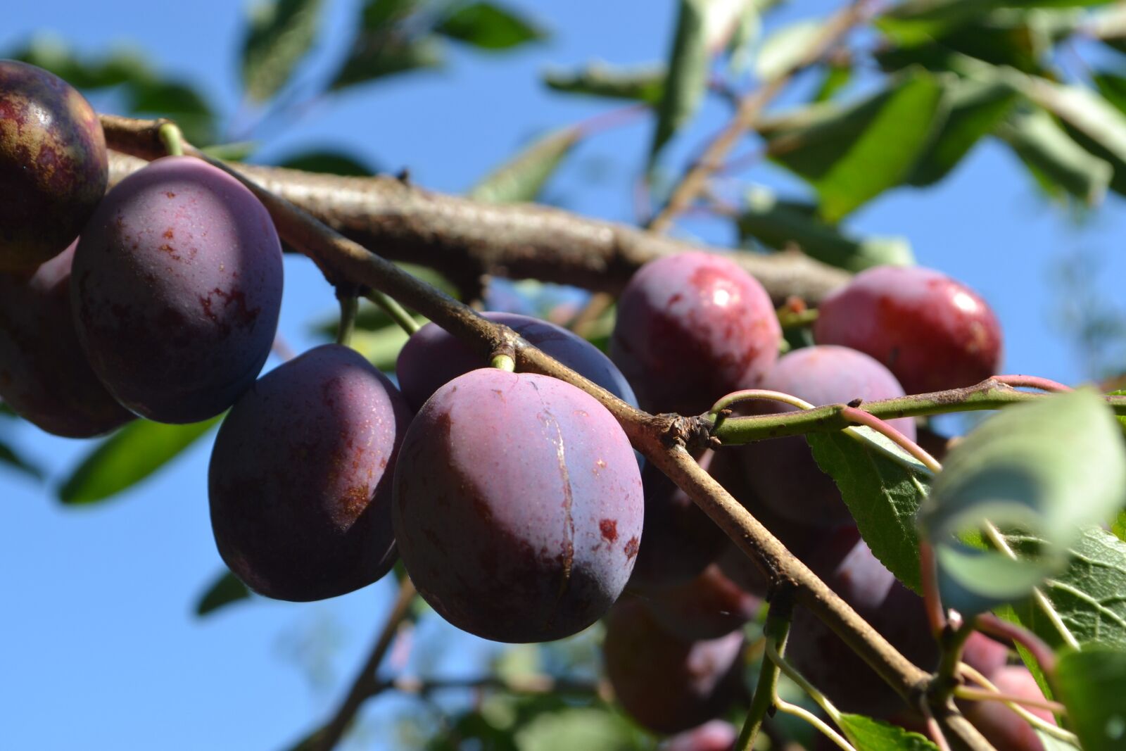 Nikon D3100 sample photo. Cultivation, plums, organic photography
