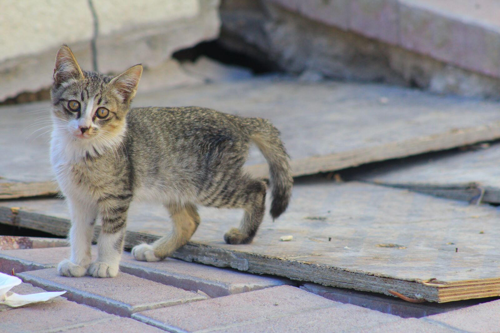 Canon EF75-300mm f/4-5.6 sample photo. Kitten, cat, cute photography