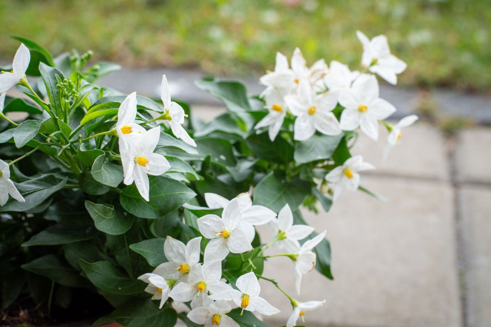 Nikon D7100 sample photo. Flowers, plant, white photography