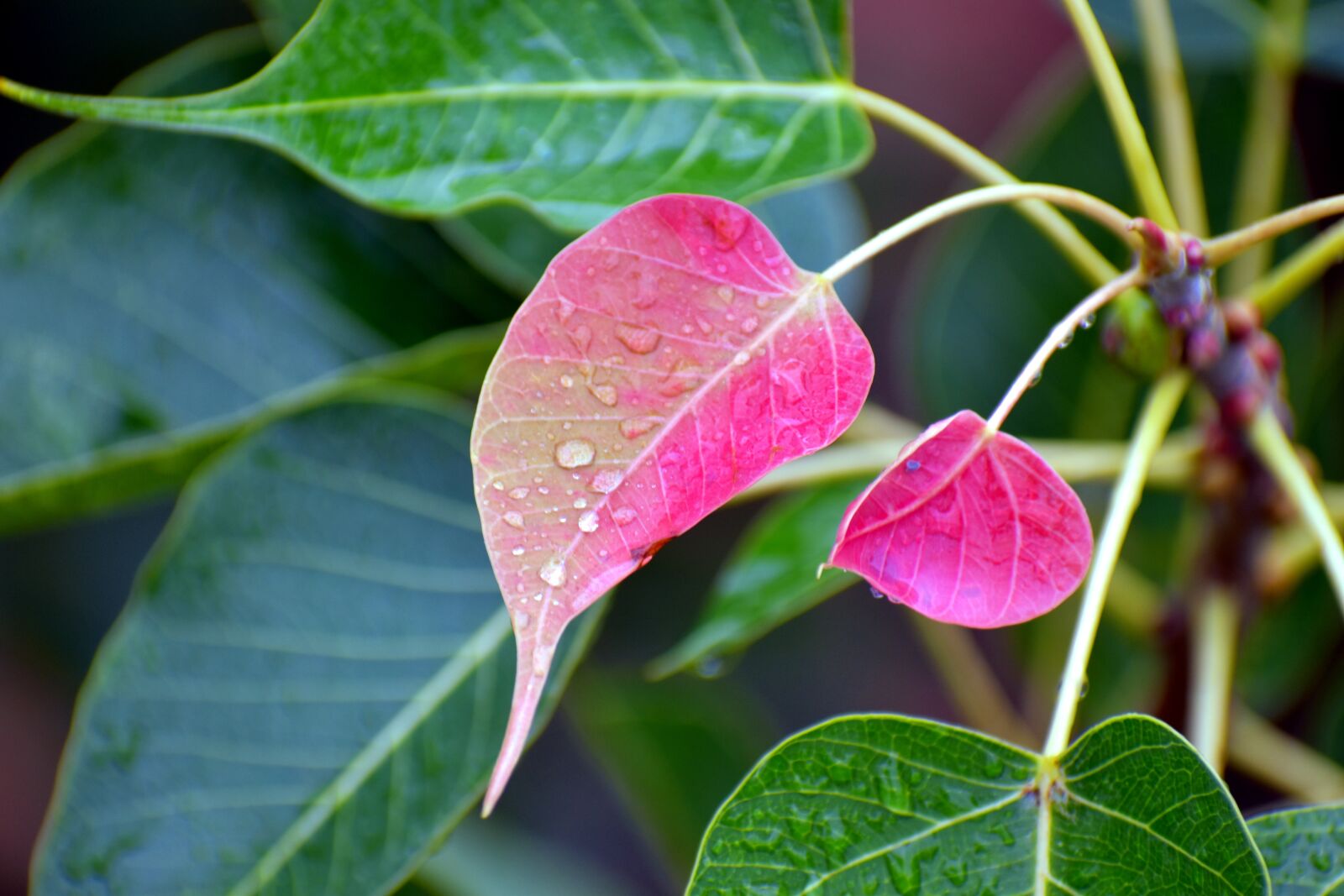 Nikon D5600 sample photo. Pink leaf, nascent, drizzle photography