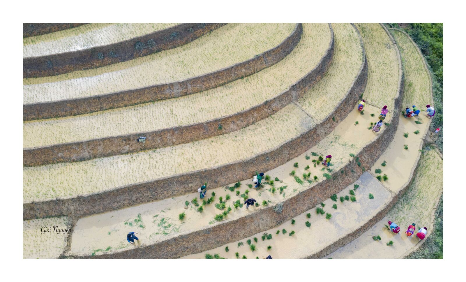 Hasselblad L1D-20c sample photo. Rice plant season, rice photography