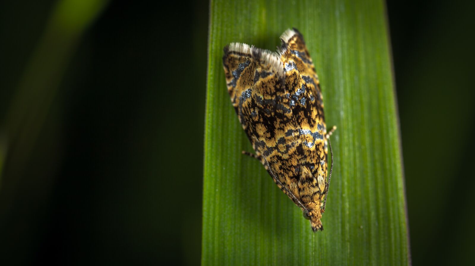 Canon EOS 5D Mark II + Canon MP-E 65mm F2.5 1-5x Macro Photo sample photo. Insect, nature, no one photography