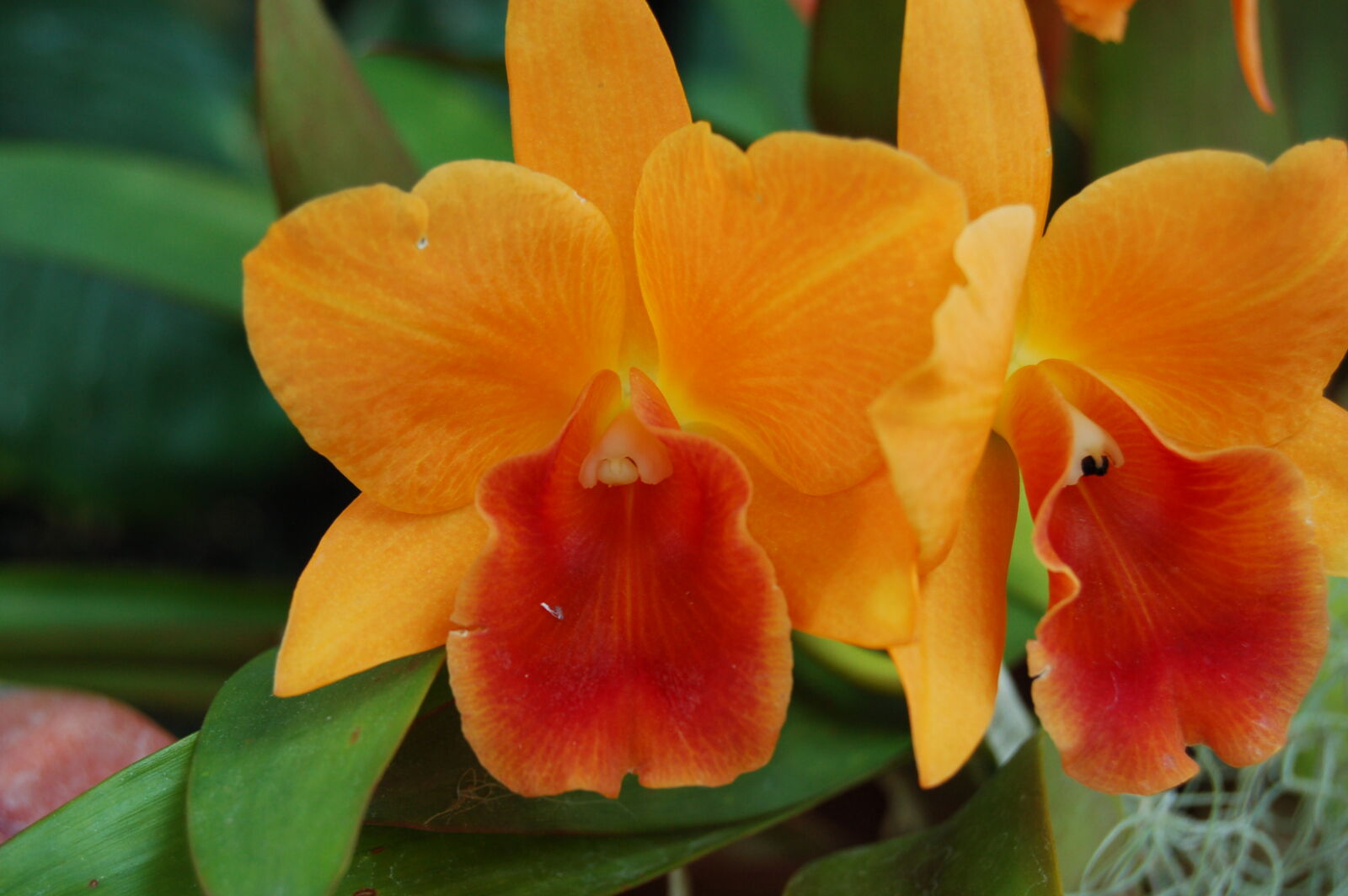 Nikon D50 sample photo. Flower, golden, yellow, orange photography