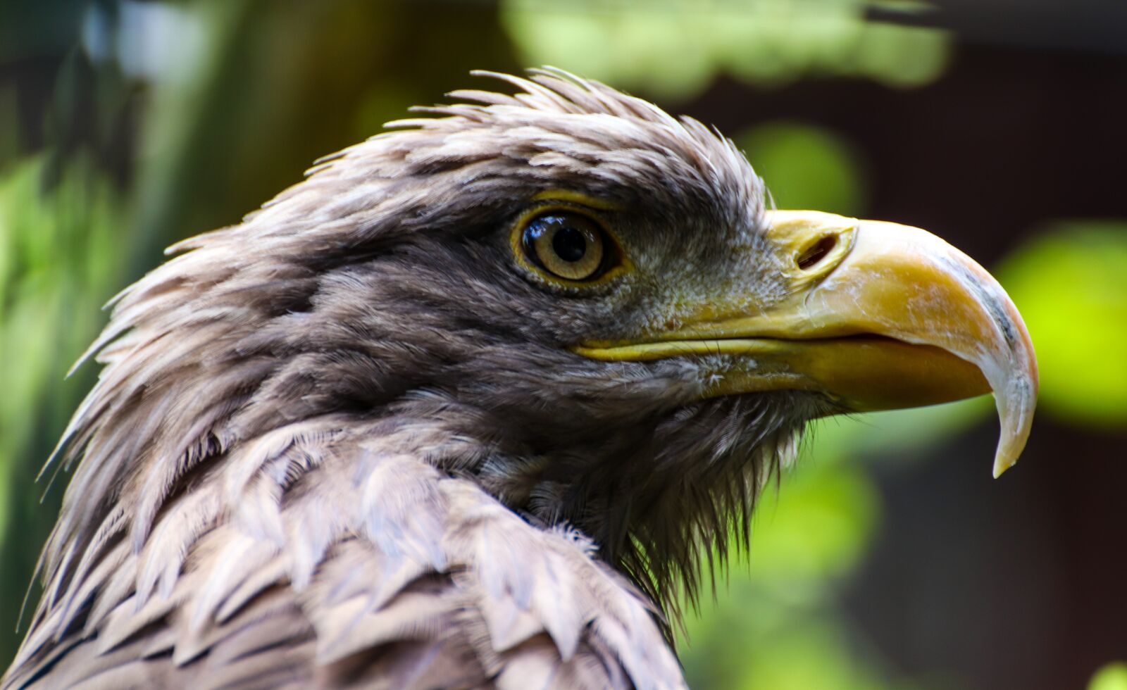 Canon EOS 800D (EOS Rebel T7i / EOS Kiss X9i) sample photo. Adler, white tailed eagle photography