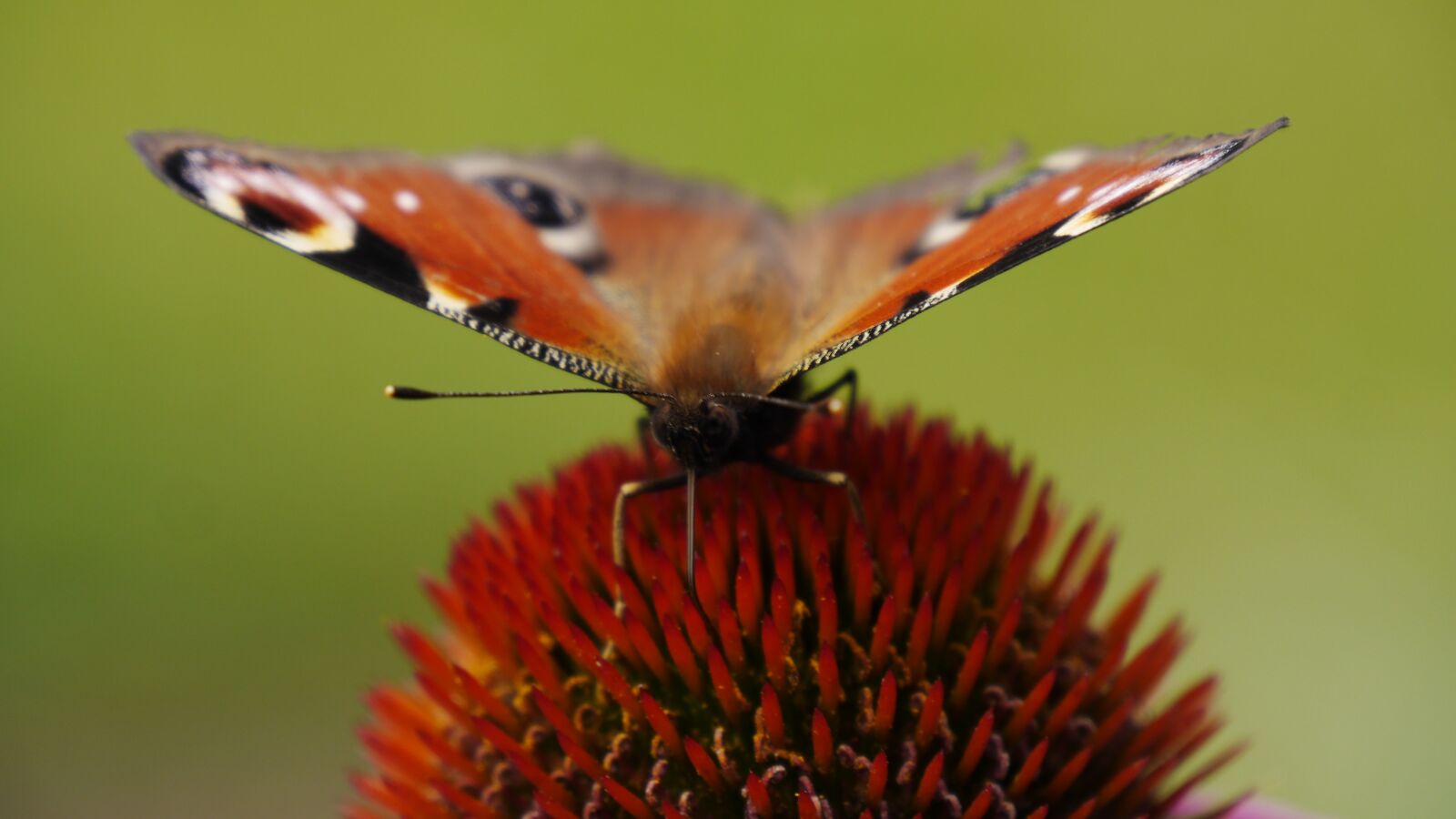 Panasonic Lumix DMC-GH3 sample photo. Butterfly, flower, insect photography