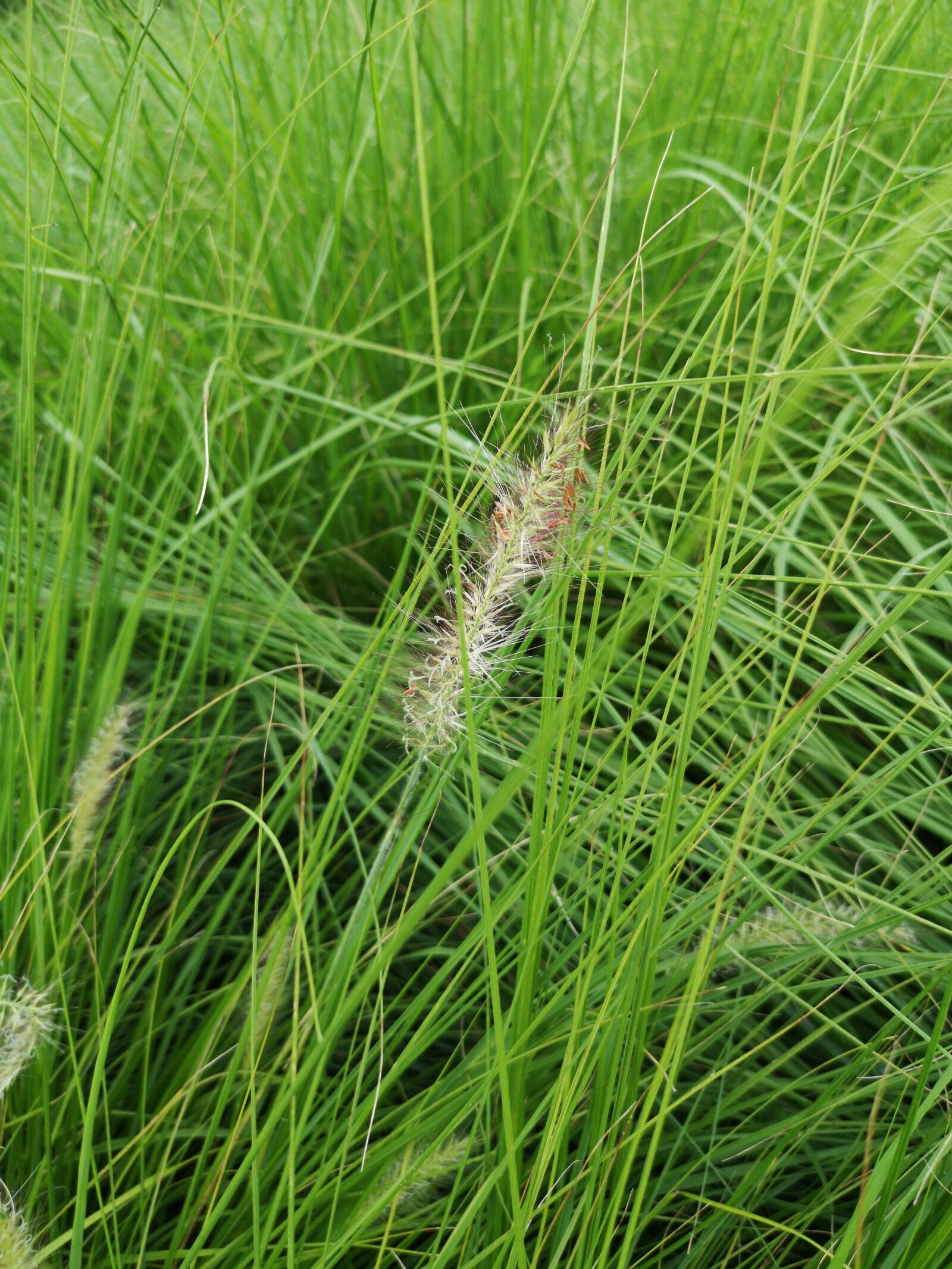 HUAWEI CLT-L29 sample photo. Grass, blossom, bloom photography