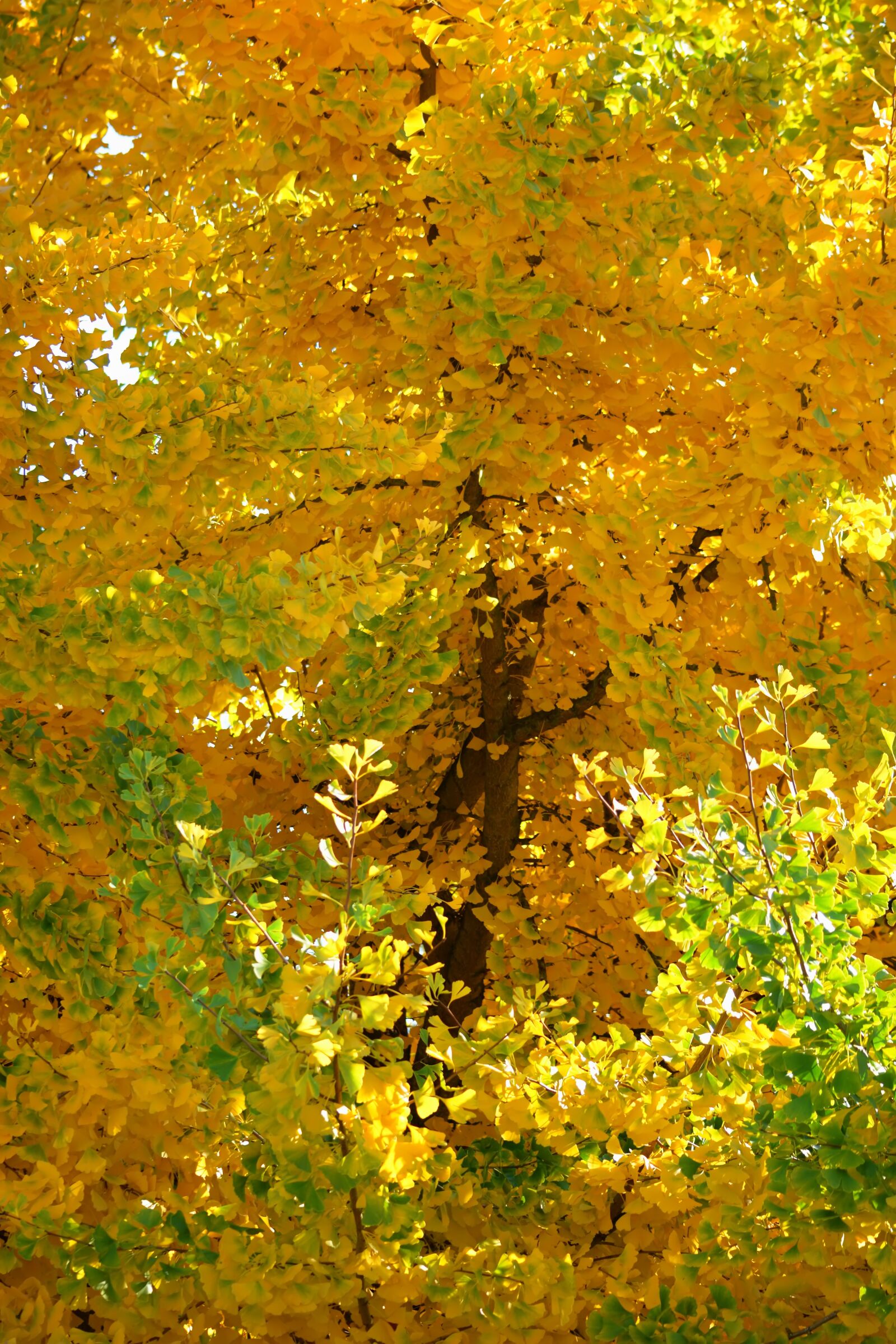 Nikon D5200 sample photo. Autumn, trees, yellow photography