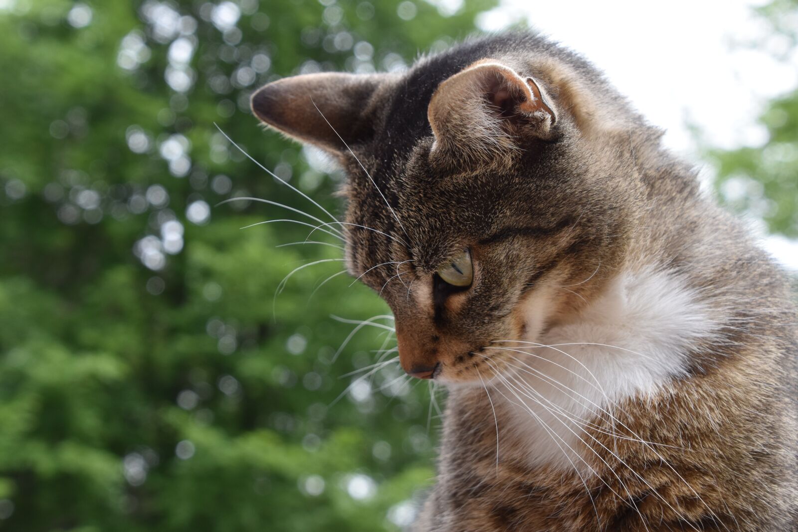 Nikon D5600 sample photo. Cat, european, feline photography
