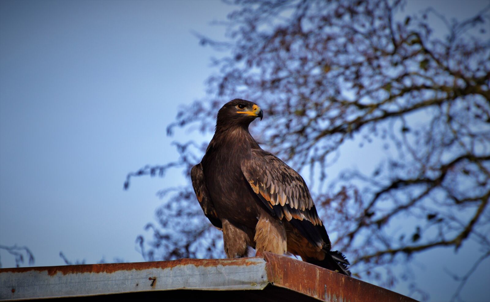 Nikon D3200 sample photo. Adler, bird of prey photography