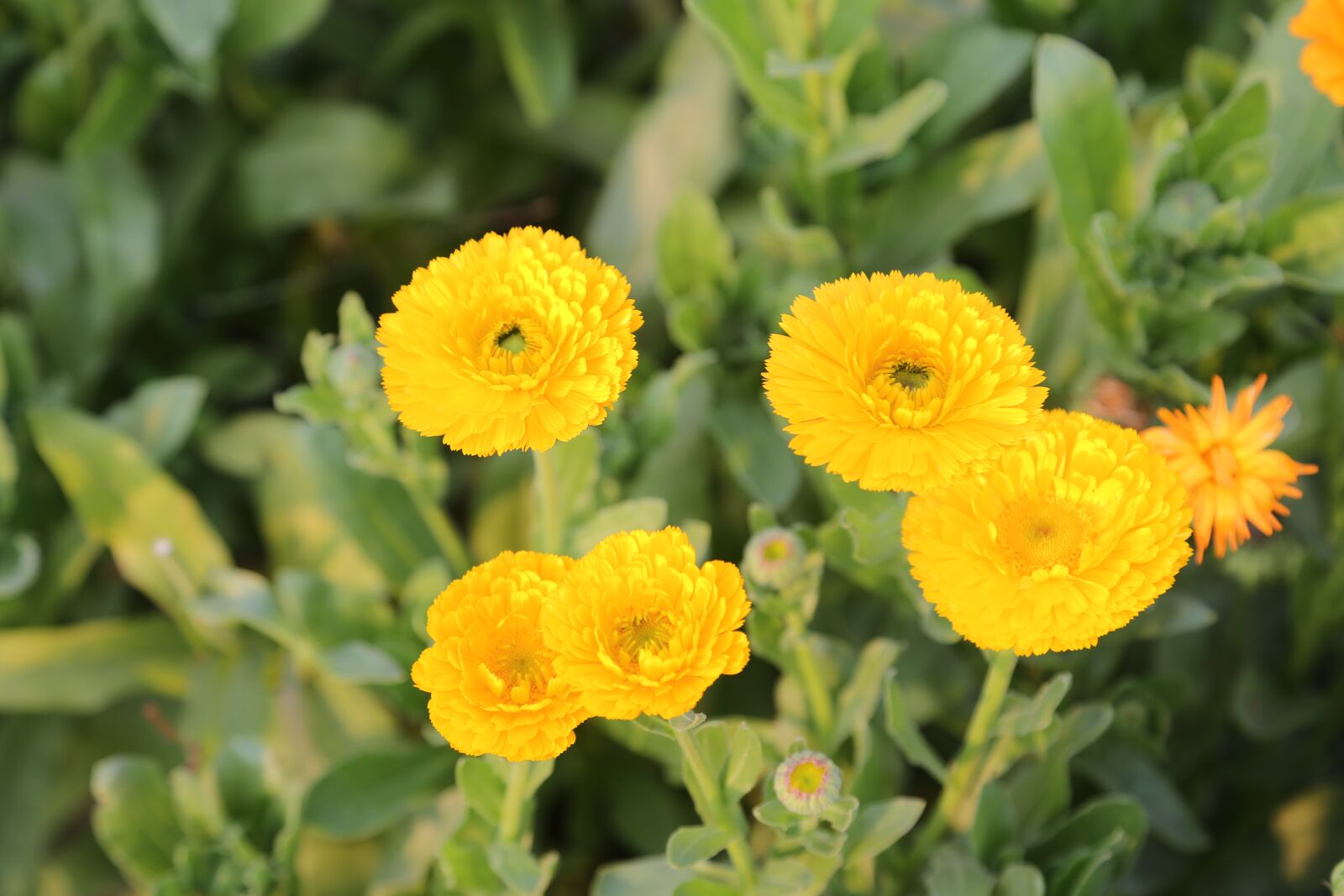 Canon EF 24-105mm F4L IS USM sample photo. Flower, garden, nature photography