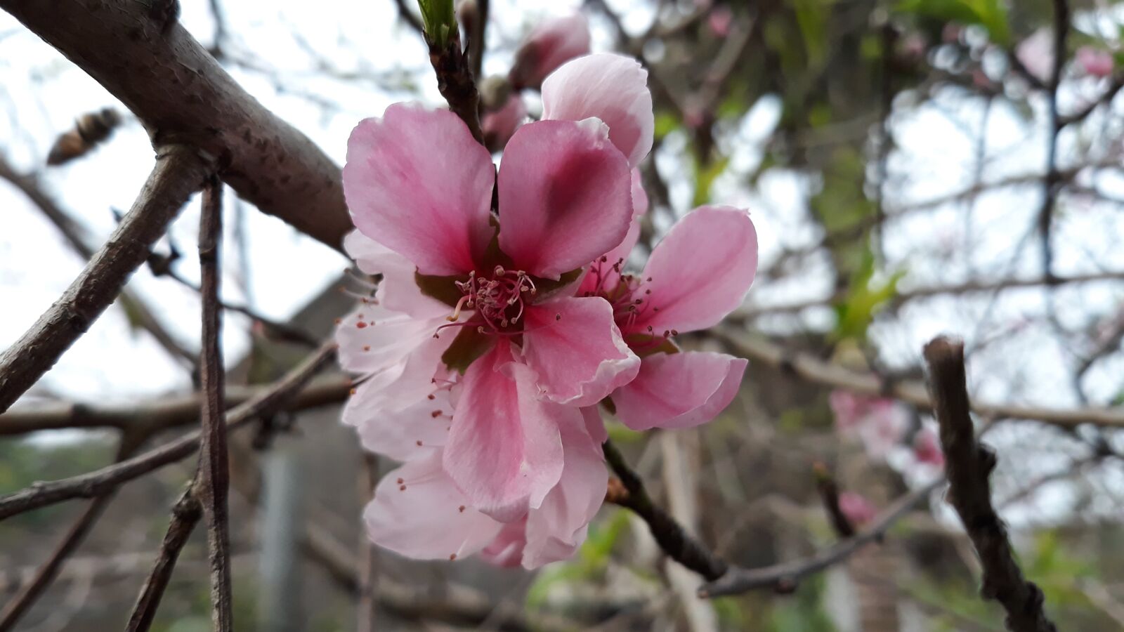 Samsung Galaxy J7 Pro sample photo. Peach blossom, pink fade photography