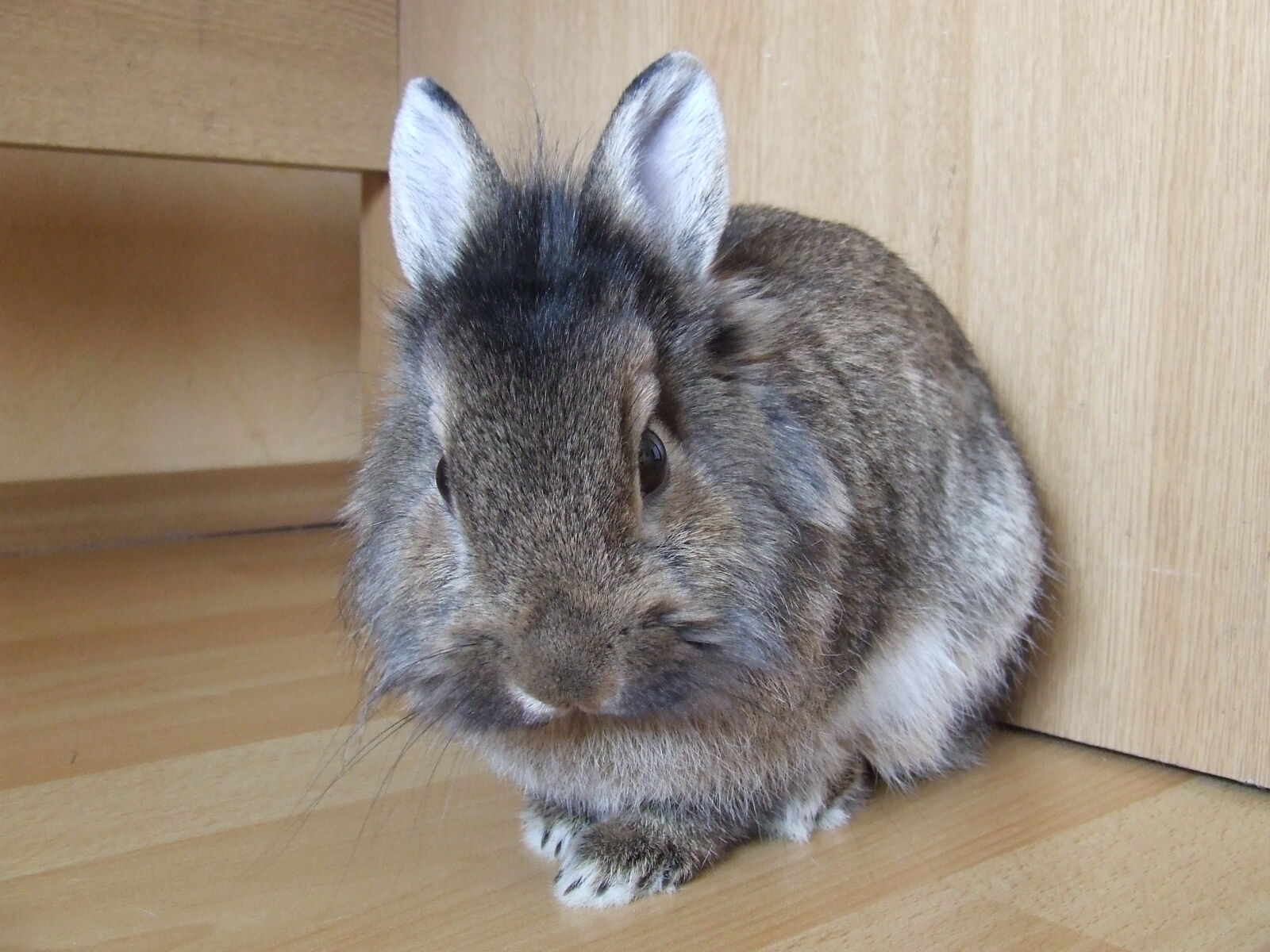 Fujifilm FinePix S5600 sample photo. Bunny, rabbit photography