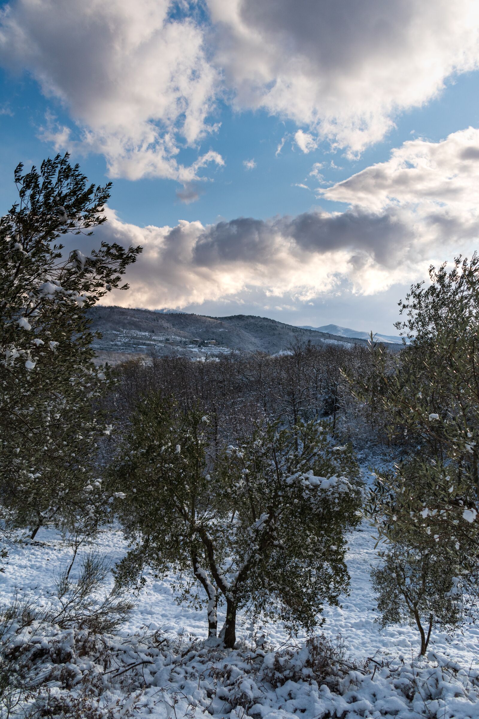 Nikon D5600 sample photo. Winter, tuscany, olives photography