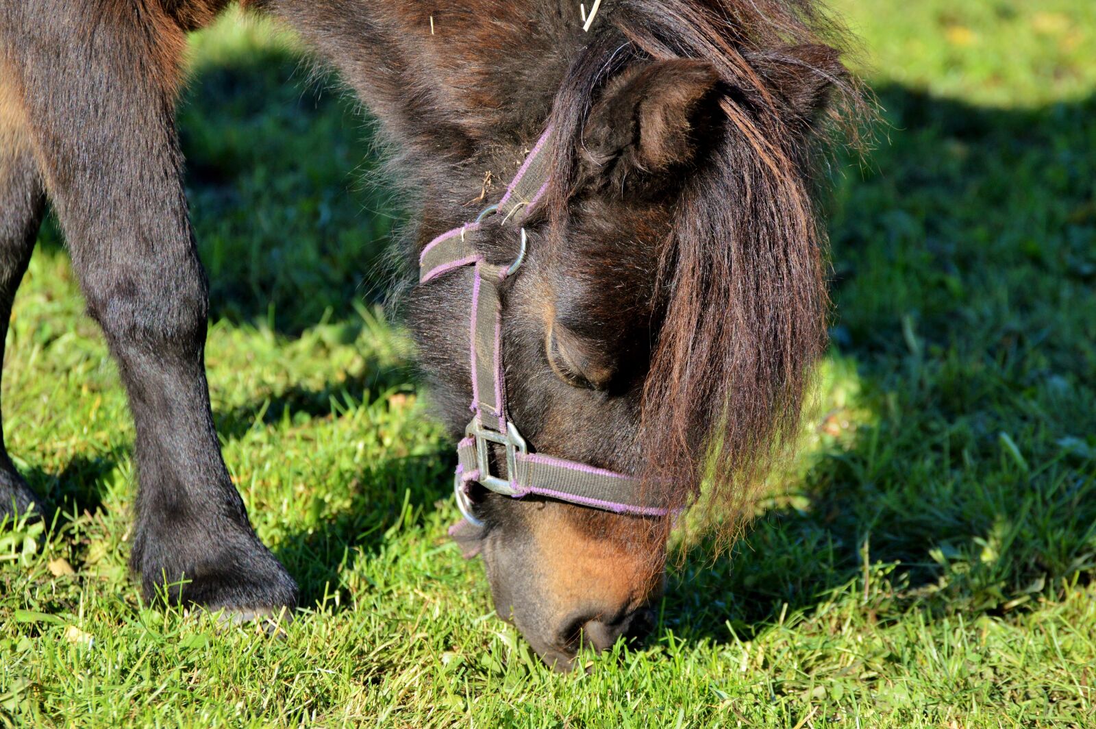 Nikon D3200 sample photo. Horse, pony, mane photography