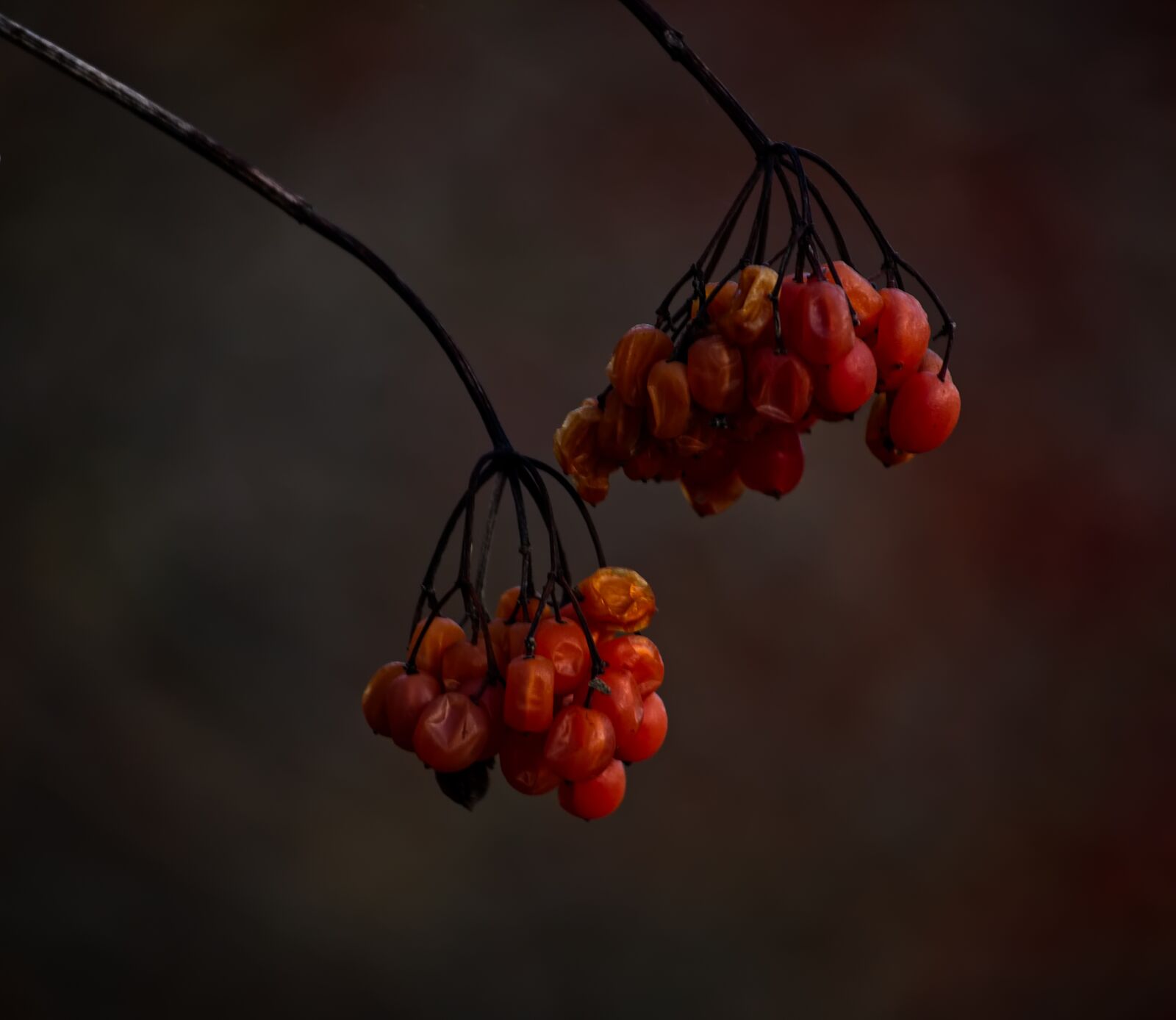 Nikon D5500 sample photo. Berries, nature, withers photography