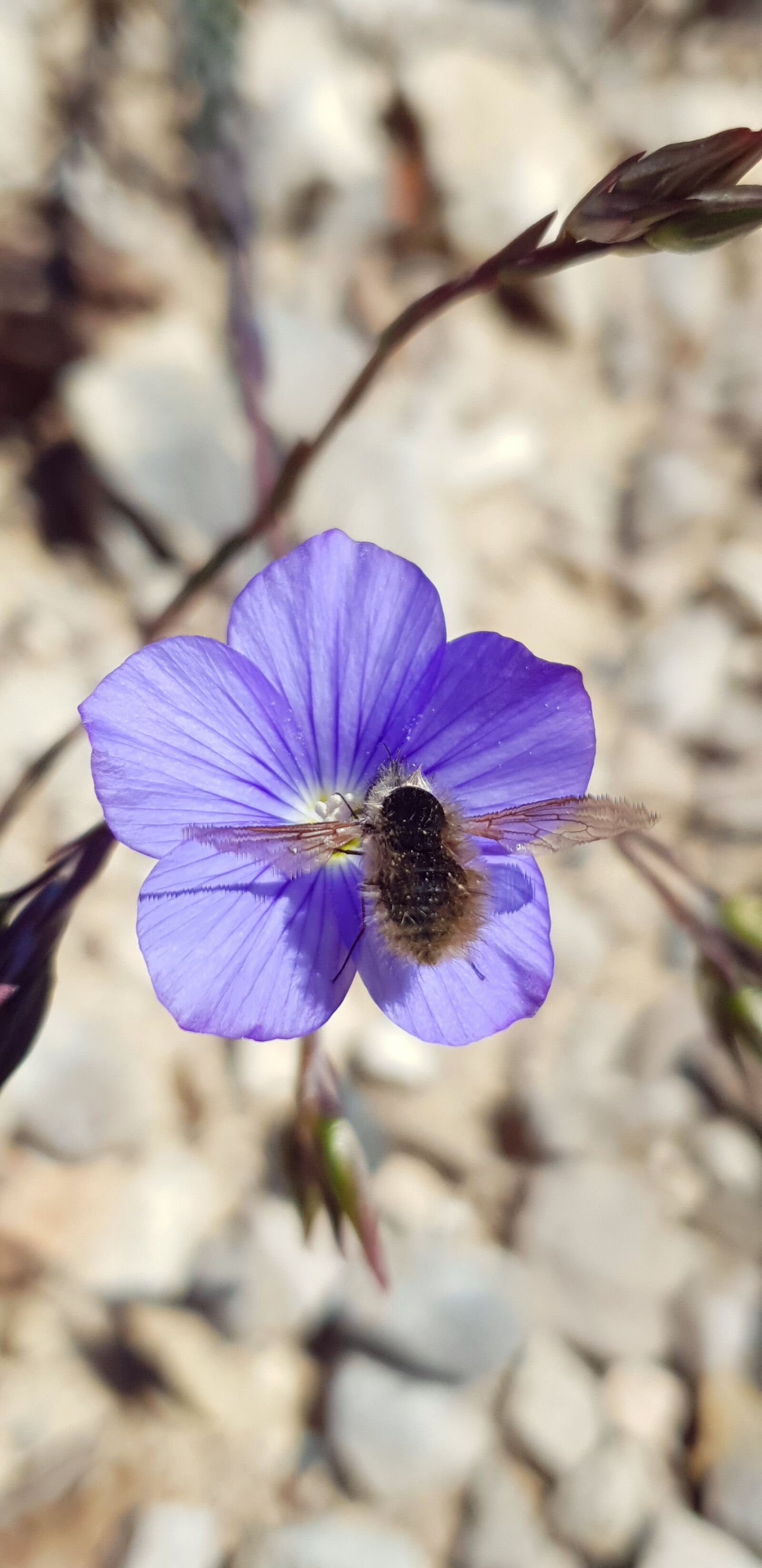 Samsung Galaxy S9 sample photo. Animal, insect, flo photography