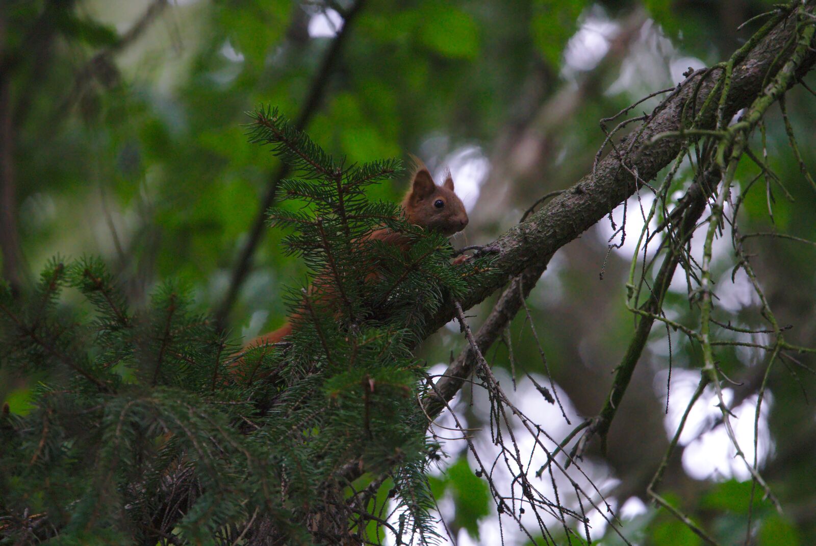 Sony FE 70-300mm F4.5-5.6 G OSS sample photo. Red squirrel, squirrel, animal photography