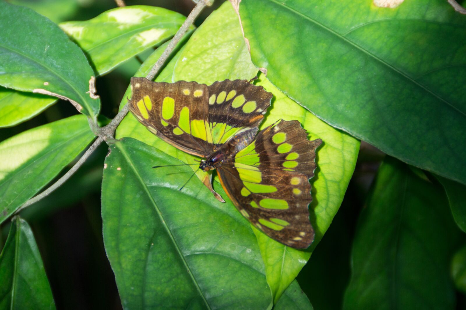 Sony SLT-A58 + Sony DT 18-200mm F3.5-6.3 sample photo. Butterfly, green, insect photography