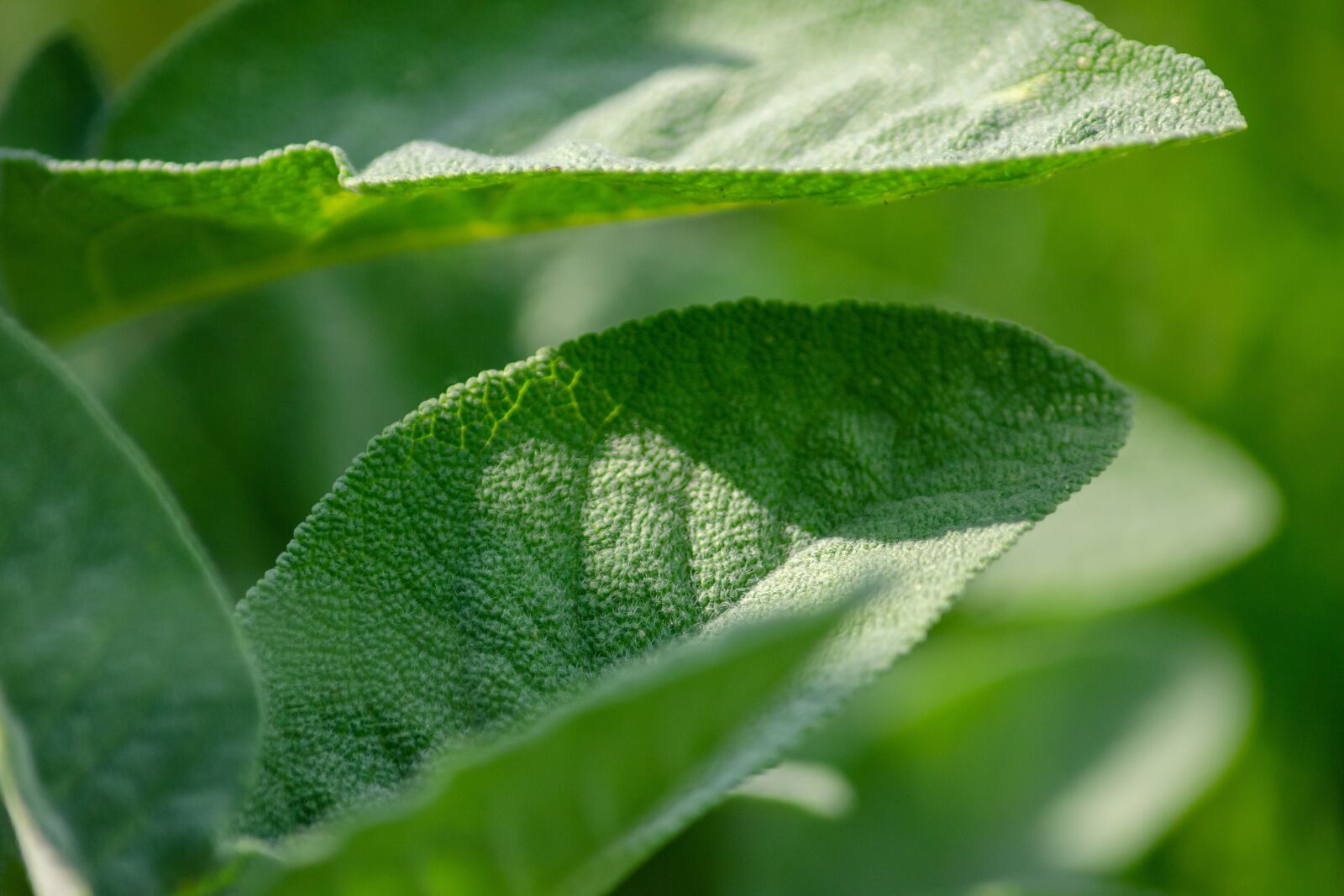 Tamron AF 55-200mm F4-5.6 Di II LD Macro sample photo. Sage, salvia, leaf photography
