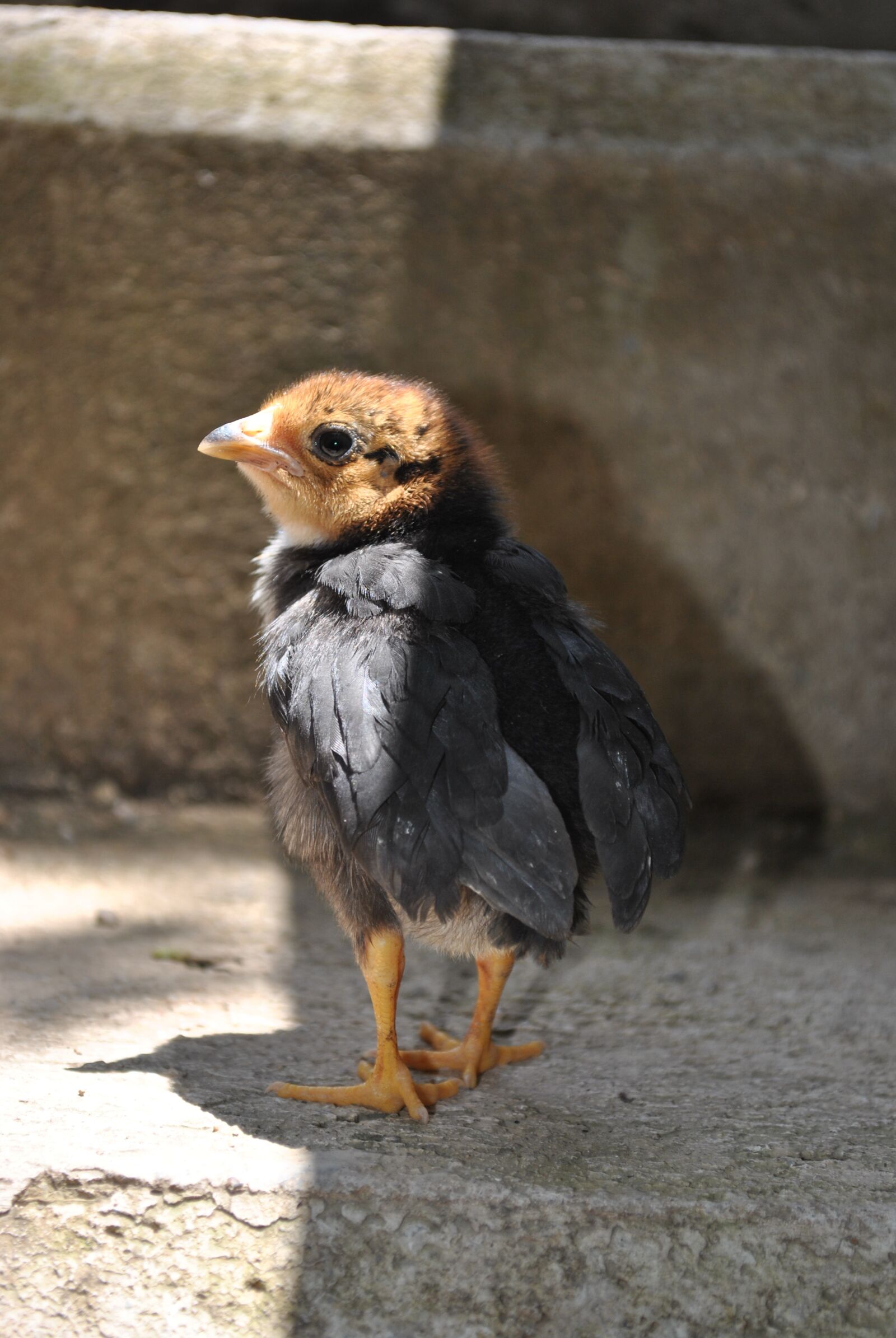 Nikon D3000 sample photo. Chicken, chick, gallo photography