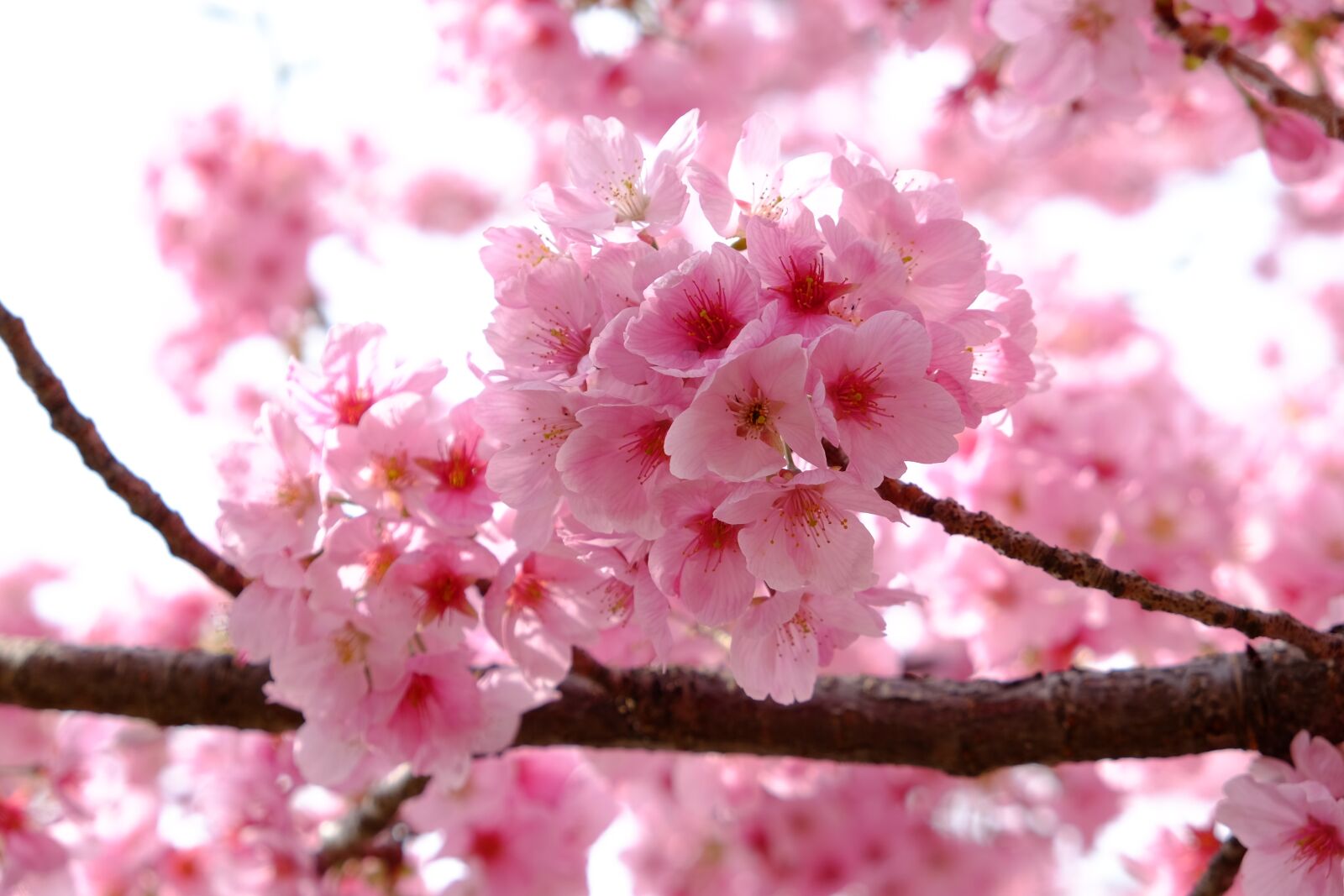 Fujifilm X-T10 sample photo. Cherry blossom, pink, full photography