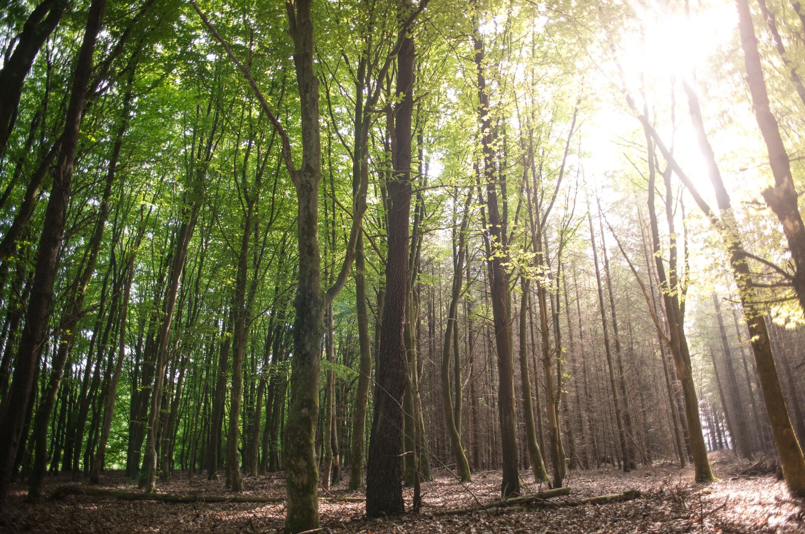 Nikon D610 sample photo. Forest, sun, green photography
