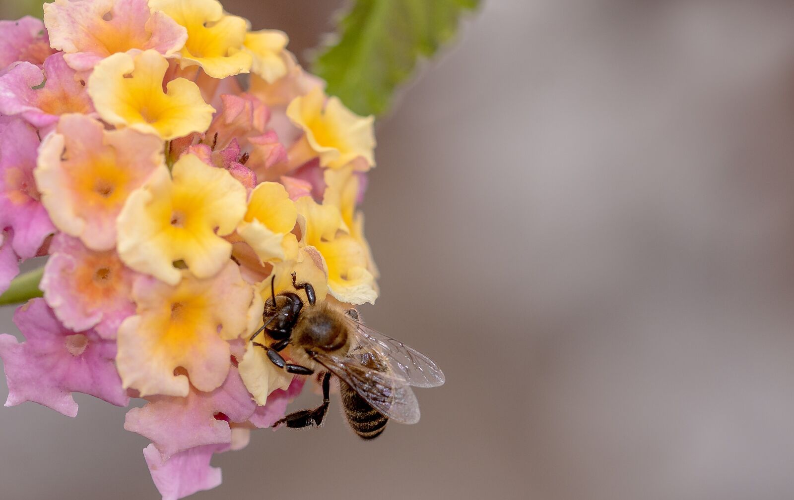 Canon EOS 750D (EOS Rebel T6i / EOS Kiss X8i) sample photo. Bee, honey bee, insect photography
