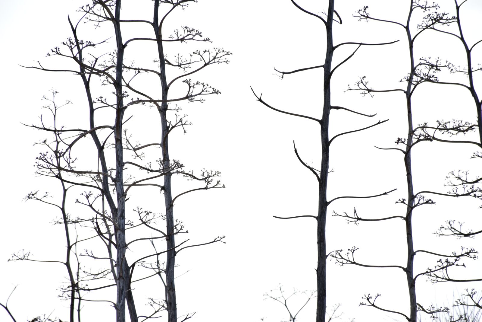 Nikon D5300 sample photo. Plants, dead trees, trees photography