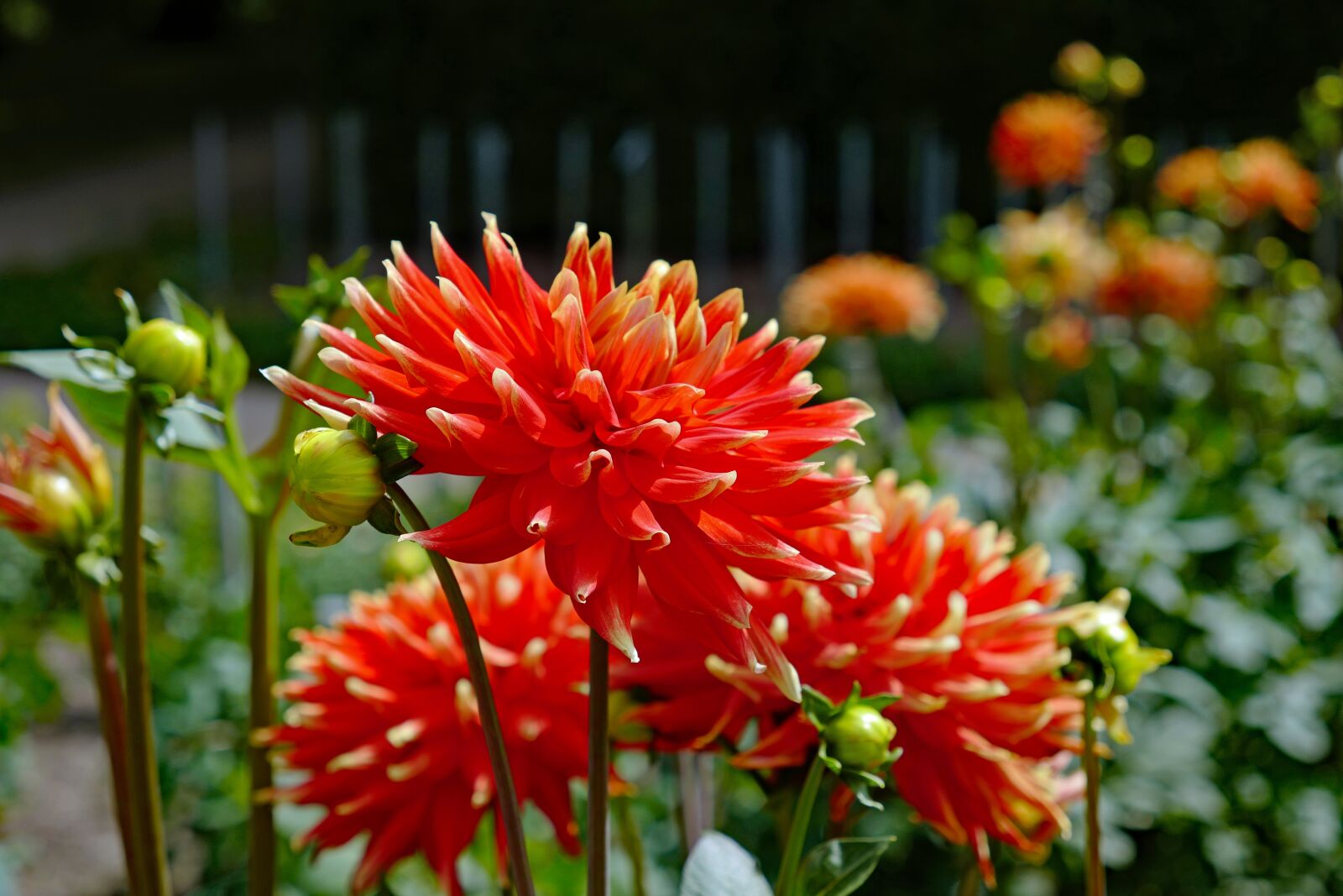 Vario-Elmar TL 1:3.5-5.6 / 18-56 ASPH. sample photo. Dahlias, flower, blossom photography