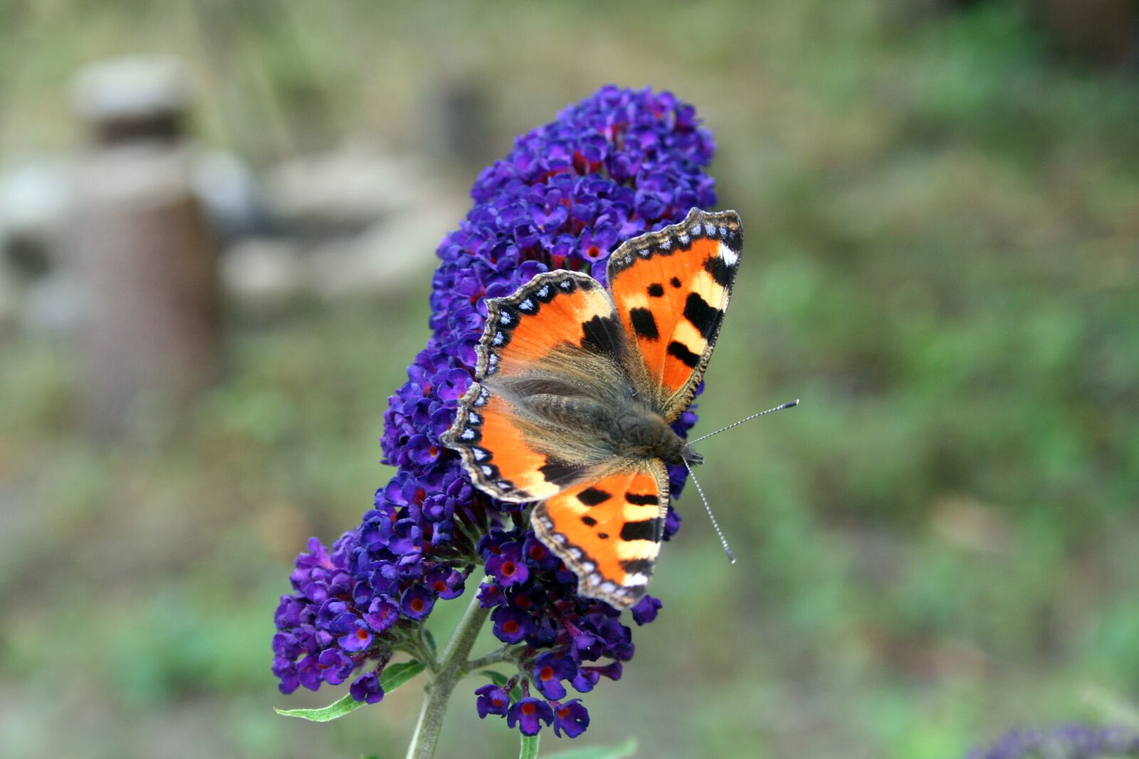 Canon EOS 350D (EOS Digital Rebel XT / EOS Kiss Digital N) sample photo. Buddleja davidii, purple, butterfly photography