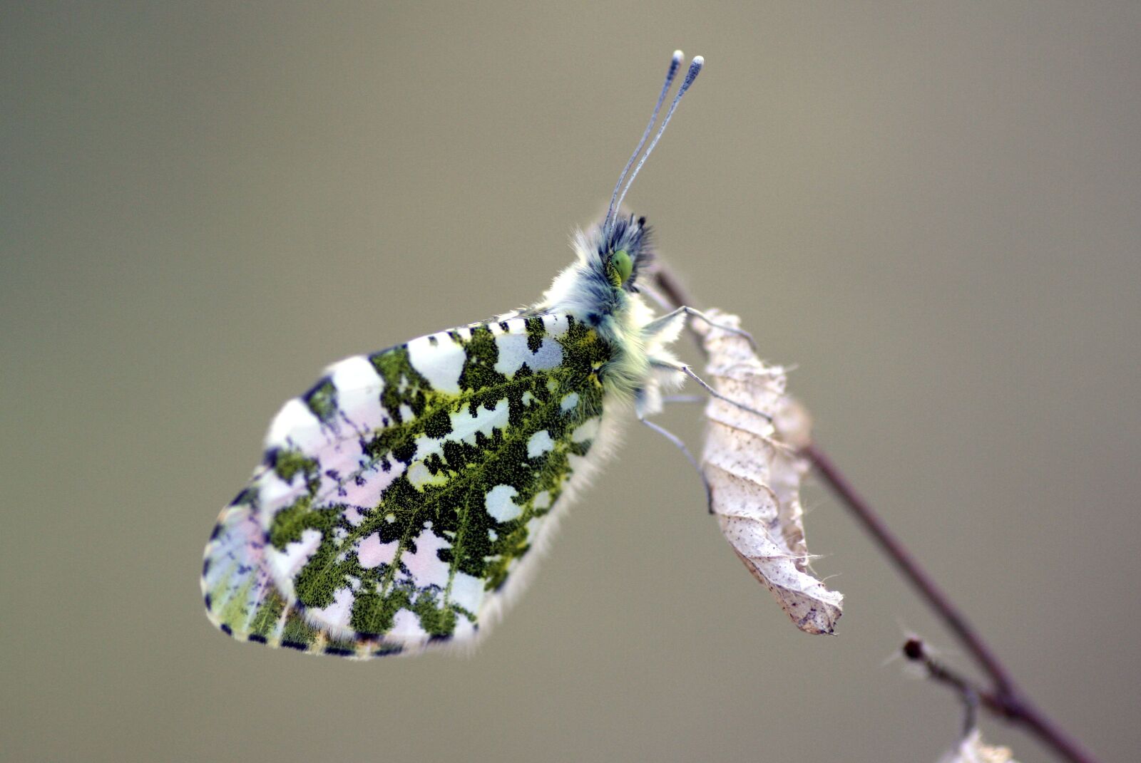 Canon EOS 350D (EOS Digital Rebel XT / EOS Kiss Digital N) sample photo. Butterfly, aurora, spring photography