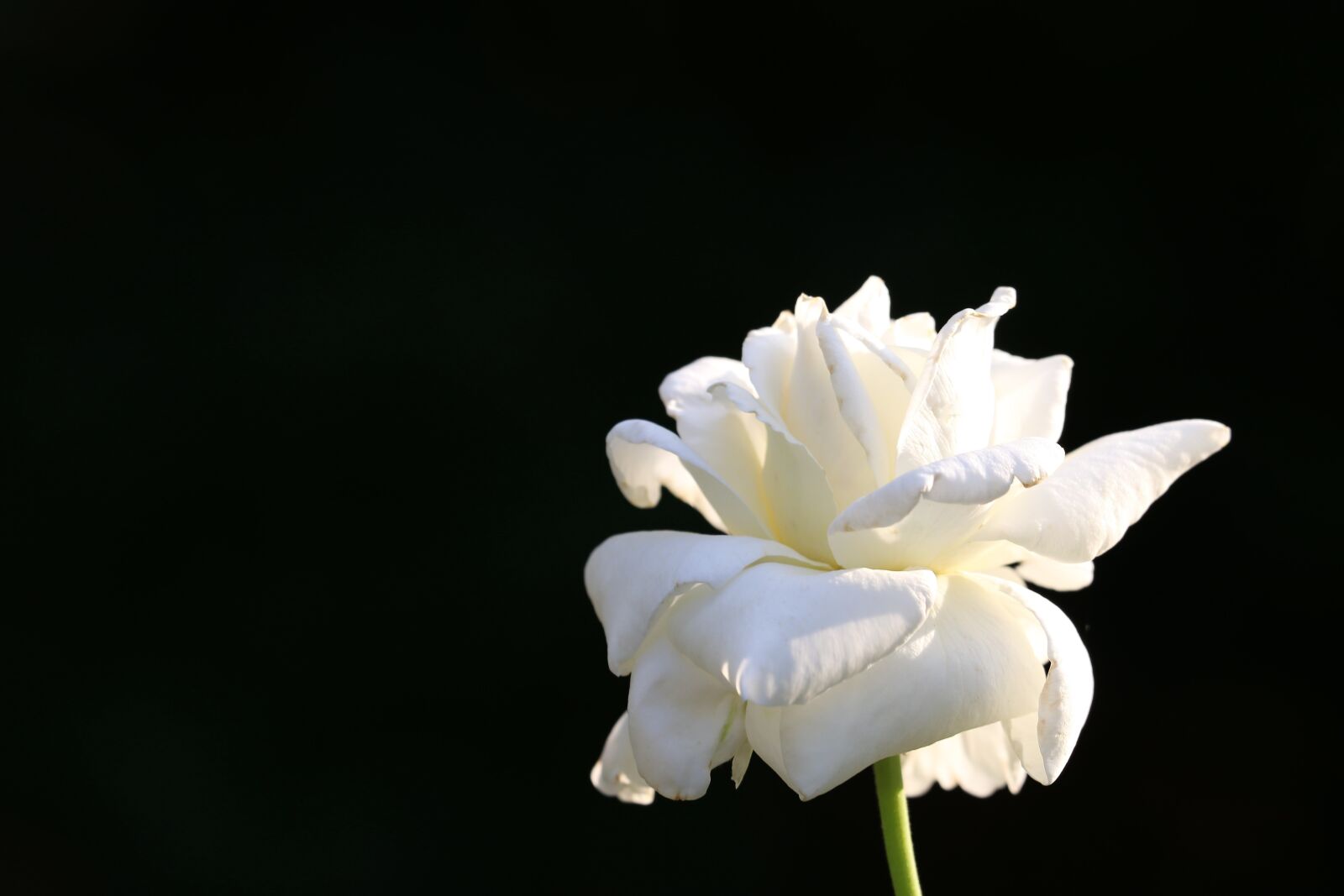 Canon EF 70-300 F4-5.6 IS II USM sample photo. White rose, bloom, flower photography