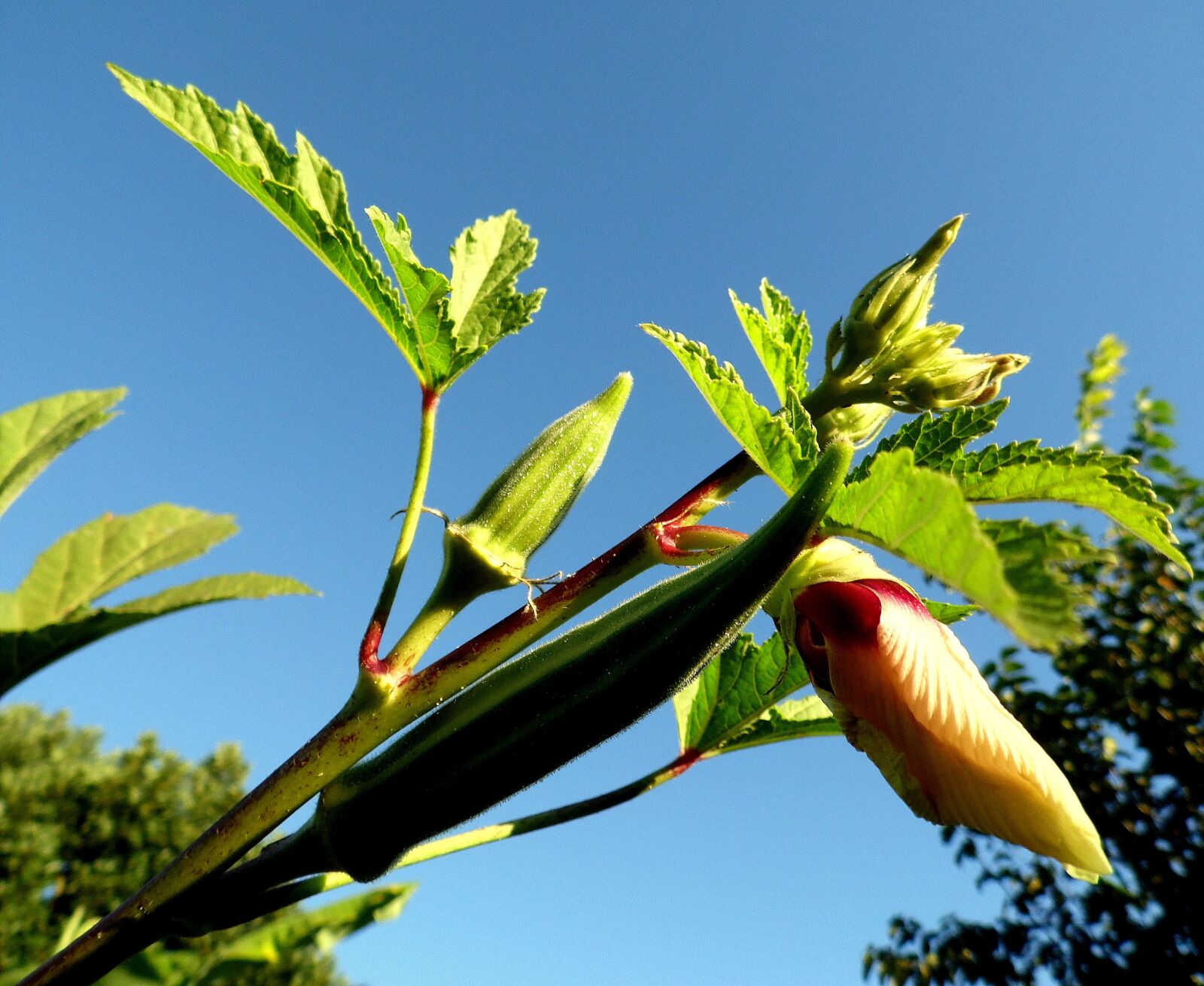 Samsung WB100/  WB101 sample photo. Quiabeiro, okra, flower photography